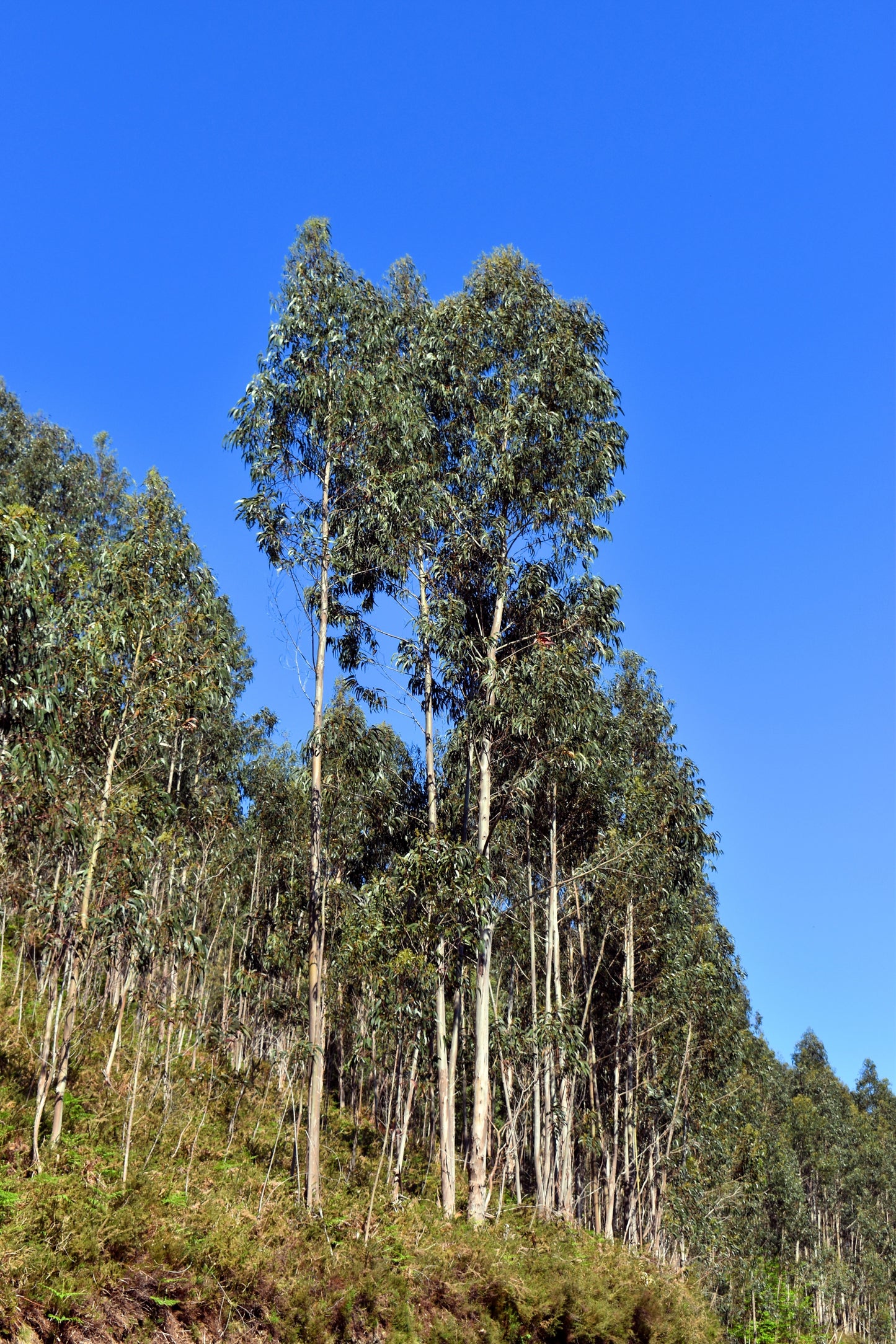 25 TASMANIAN Blue Gum TREE / EUCALYPTUS Globulus Flower Seeds