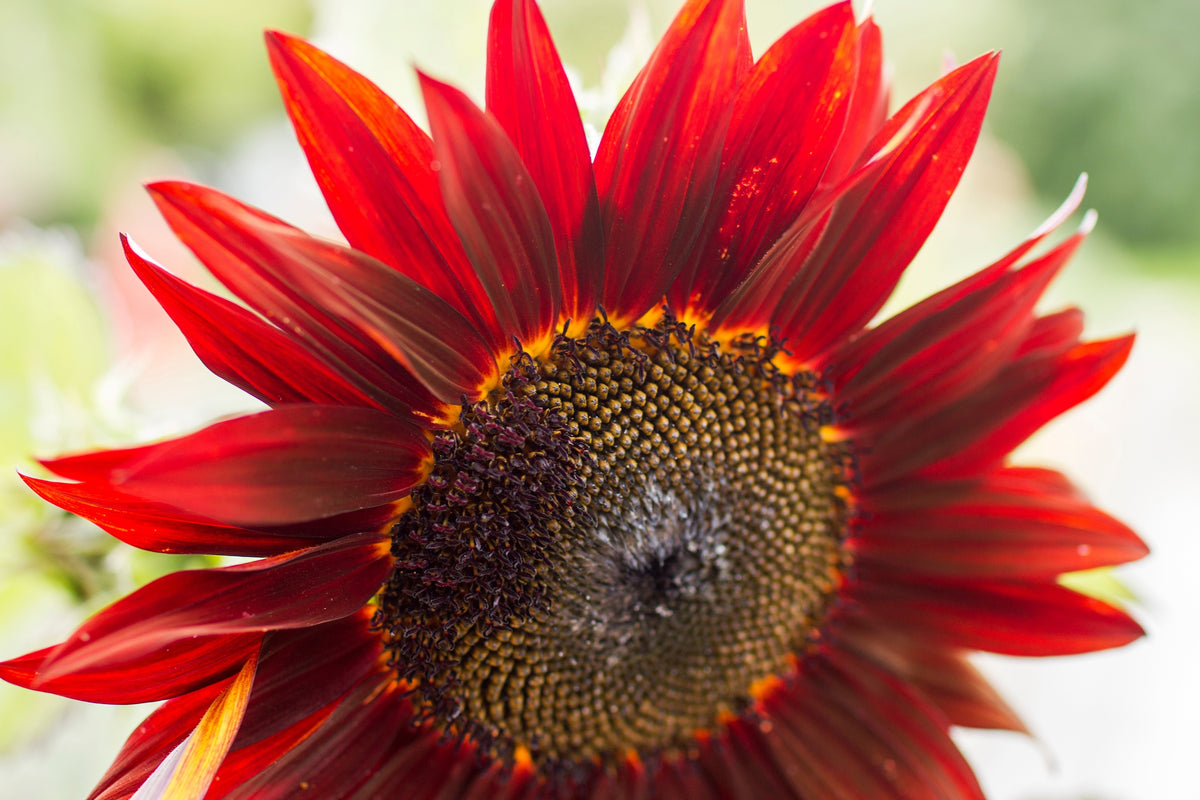 25 RED SUN SUNFLOWER Helianthus Annuus Flower Seeds