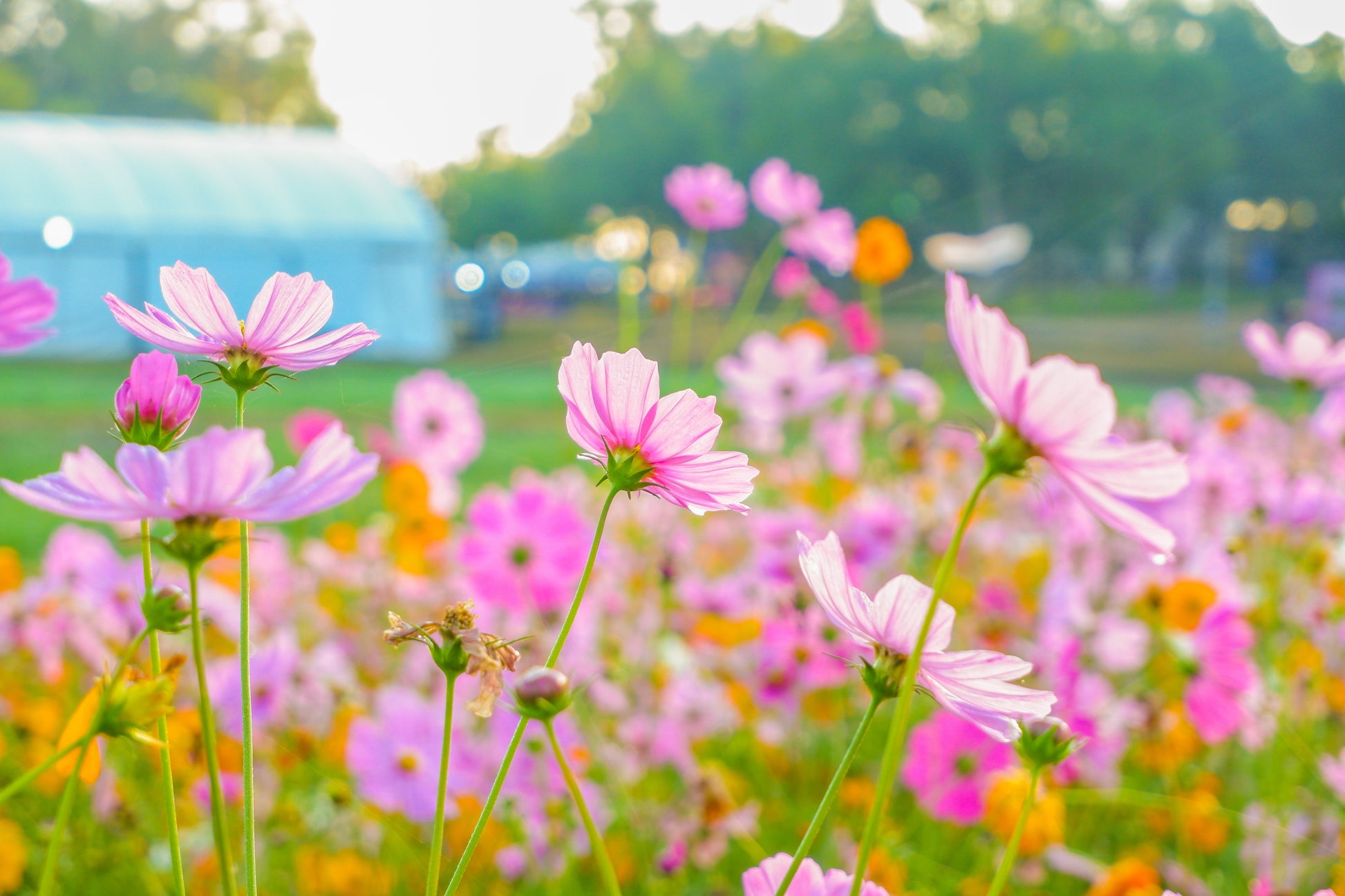 cosmos planting from seed 300 DWARF PINK COSMOS Cosmos Bipinnatus Flower Seeds