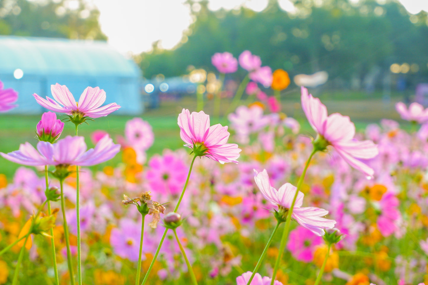 300 DWARF PINK COSMOS Cosmos Bipinnatus Flower Seeds
