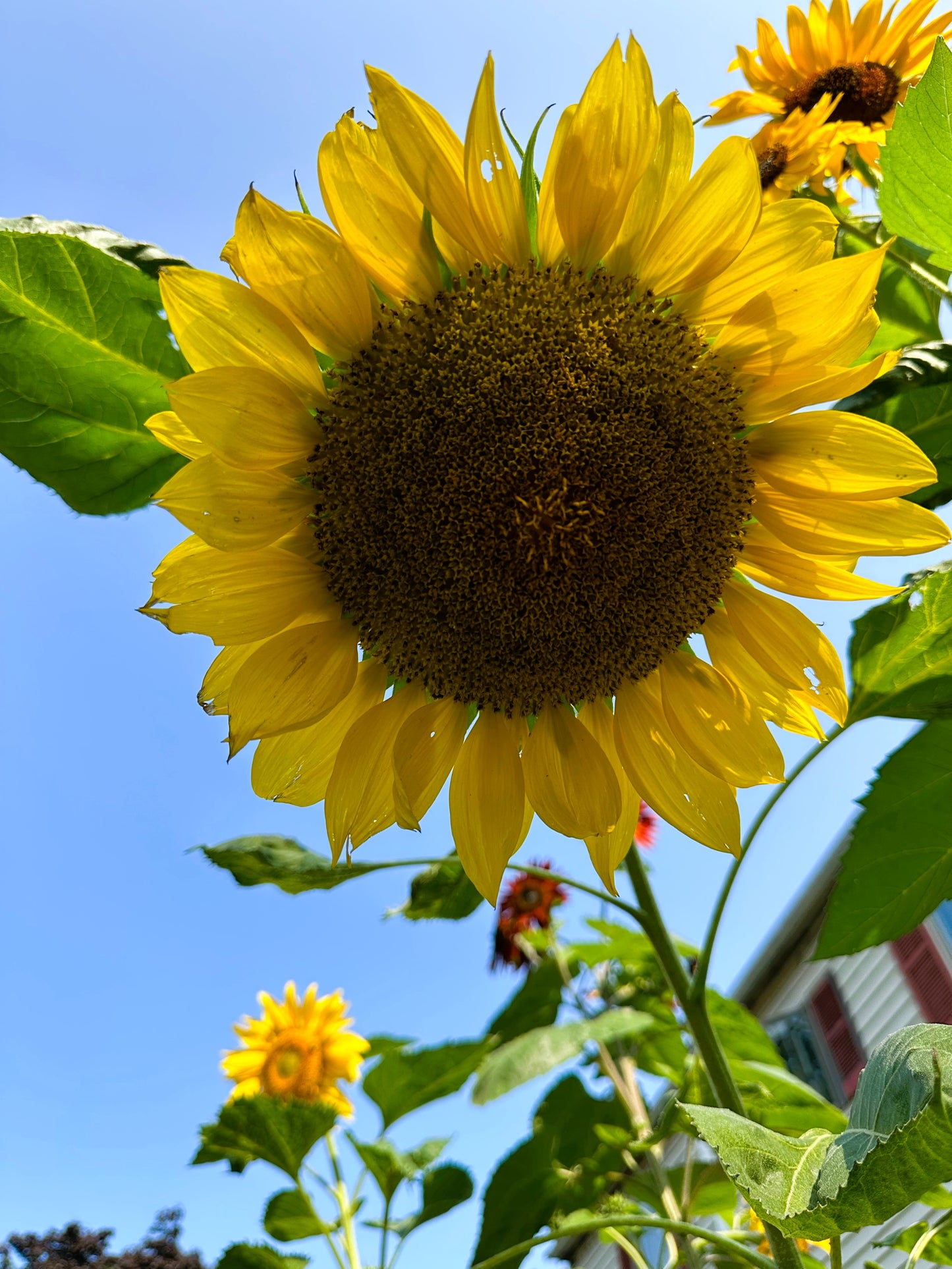 75 MAMMOTH GREY Stripe SUNFLOWER Helianthus Annuus Flower Seeds