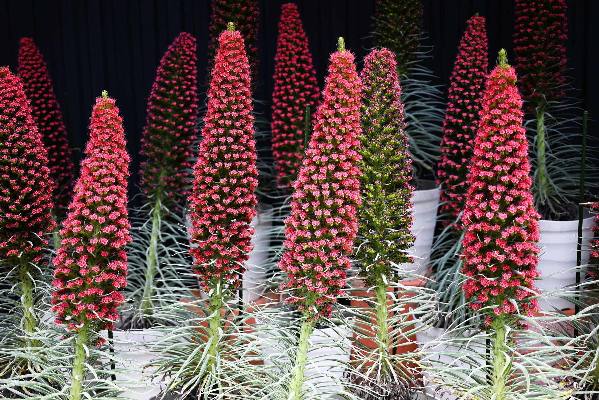tower of jewels plant seeds 25 TOWER OF JEWELS Red Bugloss Echium Wildpretii Ruby Hummingbird Flower Seeds
