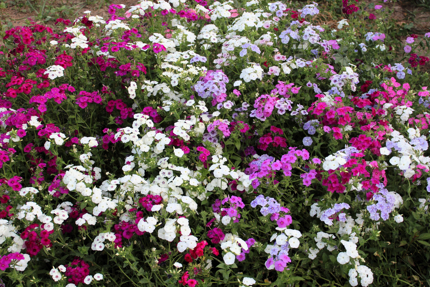100 Mixed Colors DRUMMOND PHLOX MIX Pink, Red, White, Purple Phlox Drummondii Flower Seeds