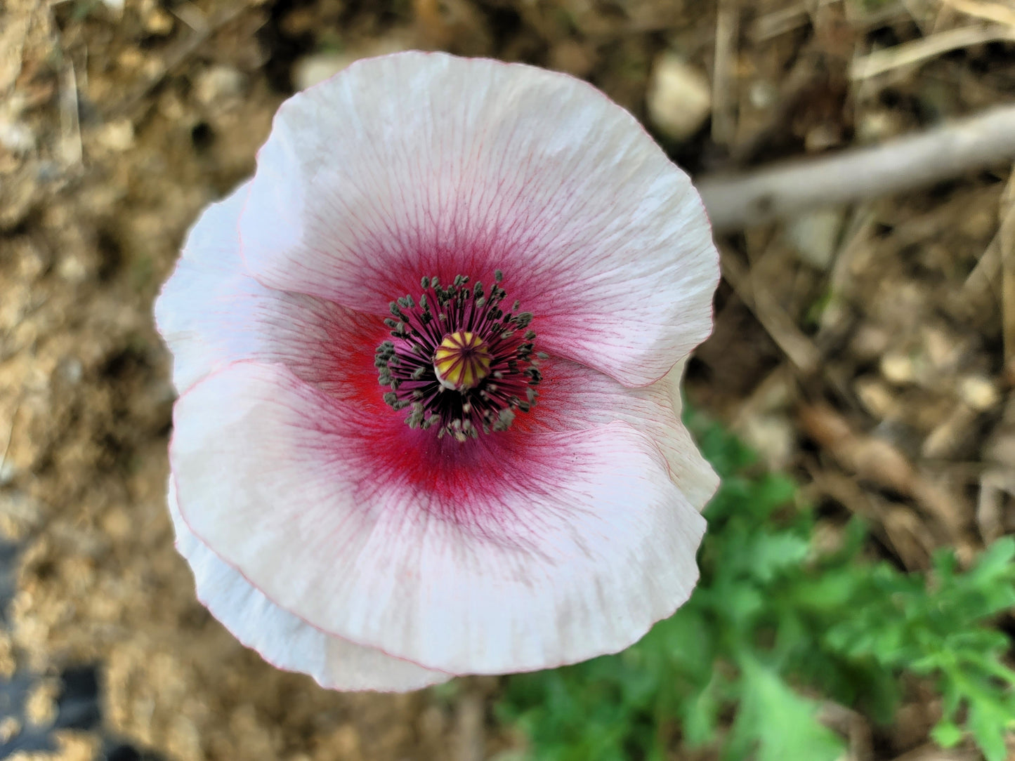 1000 PINK & WHITE POPPY Papaver Somniferum Flower Seeds