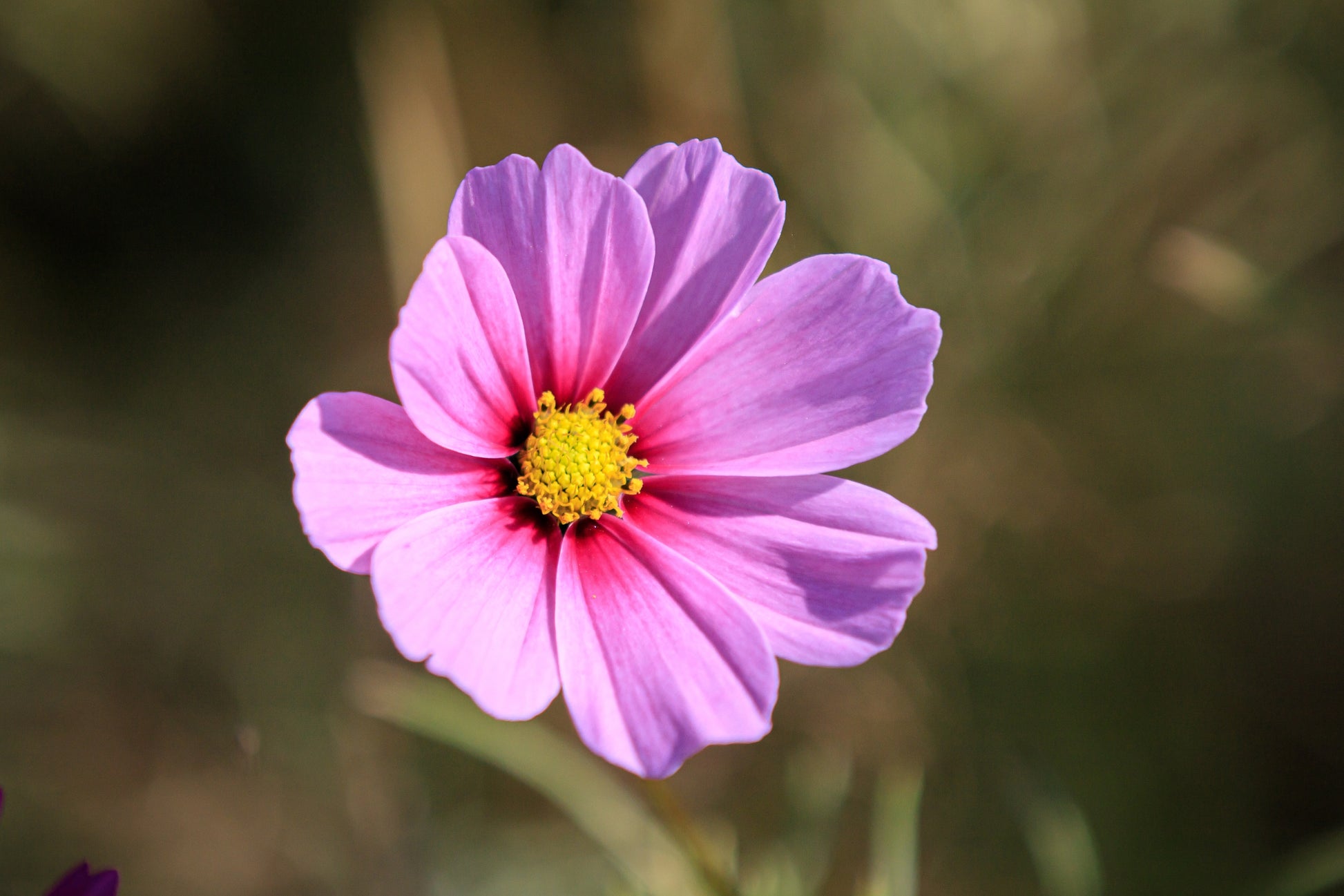 bulk cosmos flower seeds 300 DWARF PINK COSMOS Cosmos Bipinnatus Flower Seeds – Seedville USA