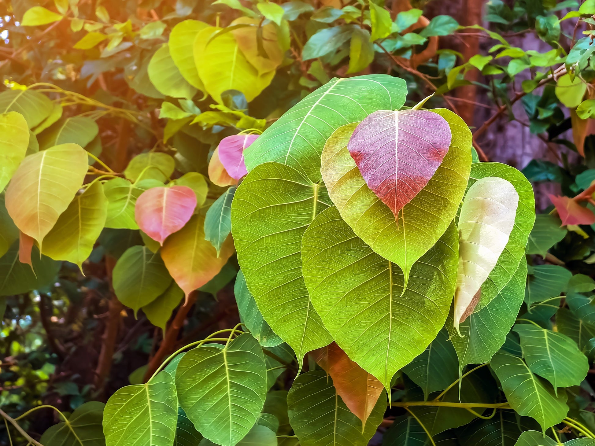 30 FICUS TREE (Bodhi Tree / Sacred Fig / Bo Tree / Pipal) Ficus Religiosa  Seeds