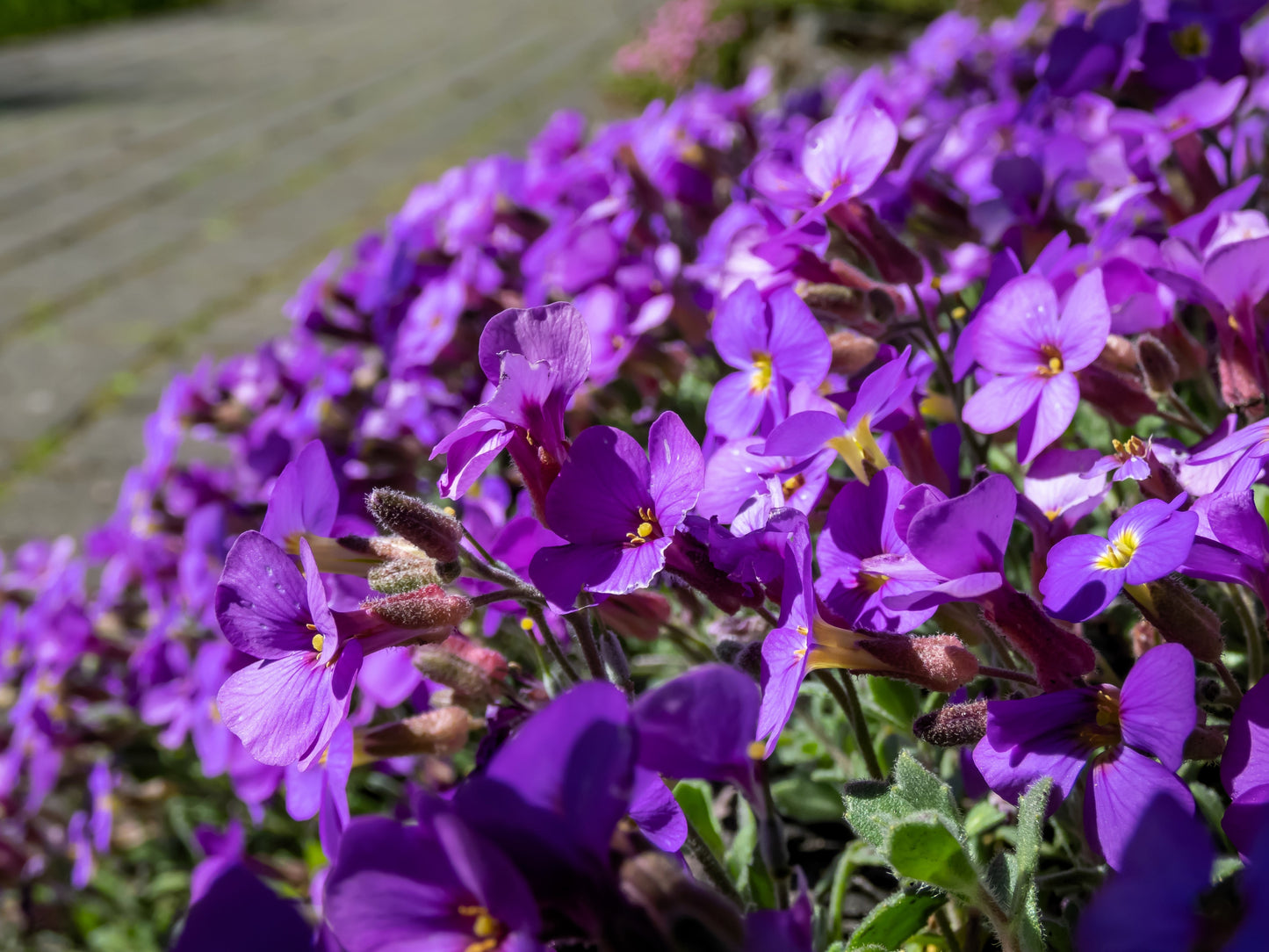 500 PURPLE ROCKCRESS Rock Cress Aubrieta Deltoidea Flower Seeds