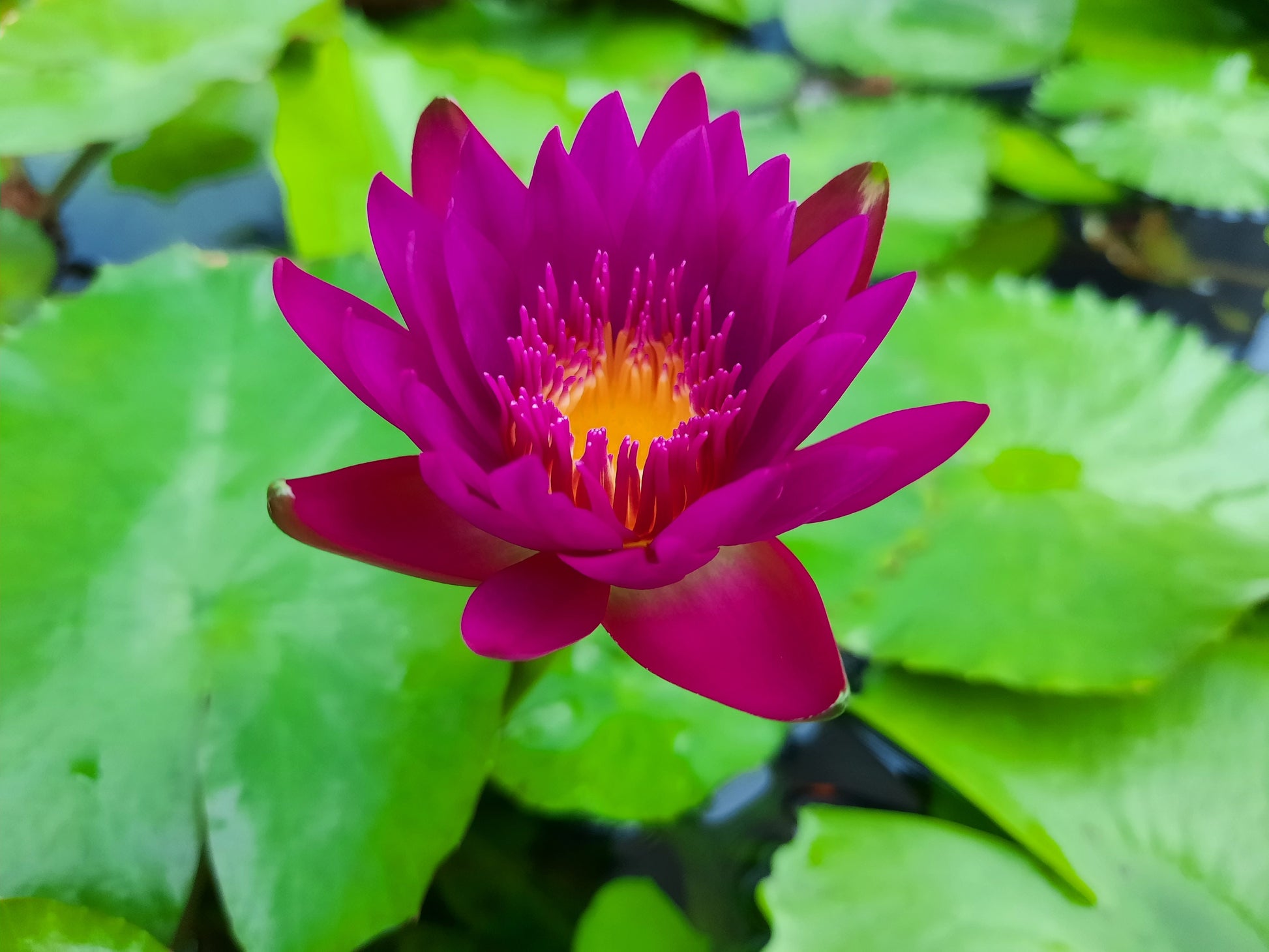 3 Organic Mixed Colors LOTUS Nelumbo Nucifera Pond Water Lily Lilypad –  Seedville USA