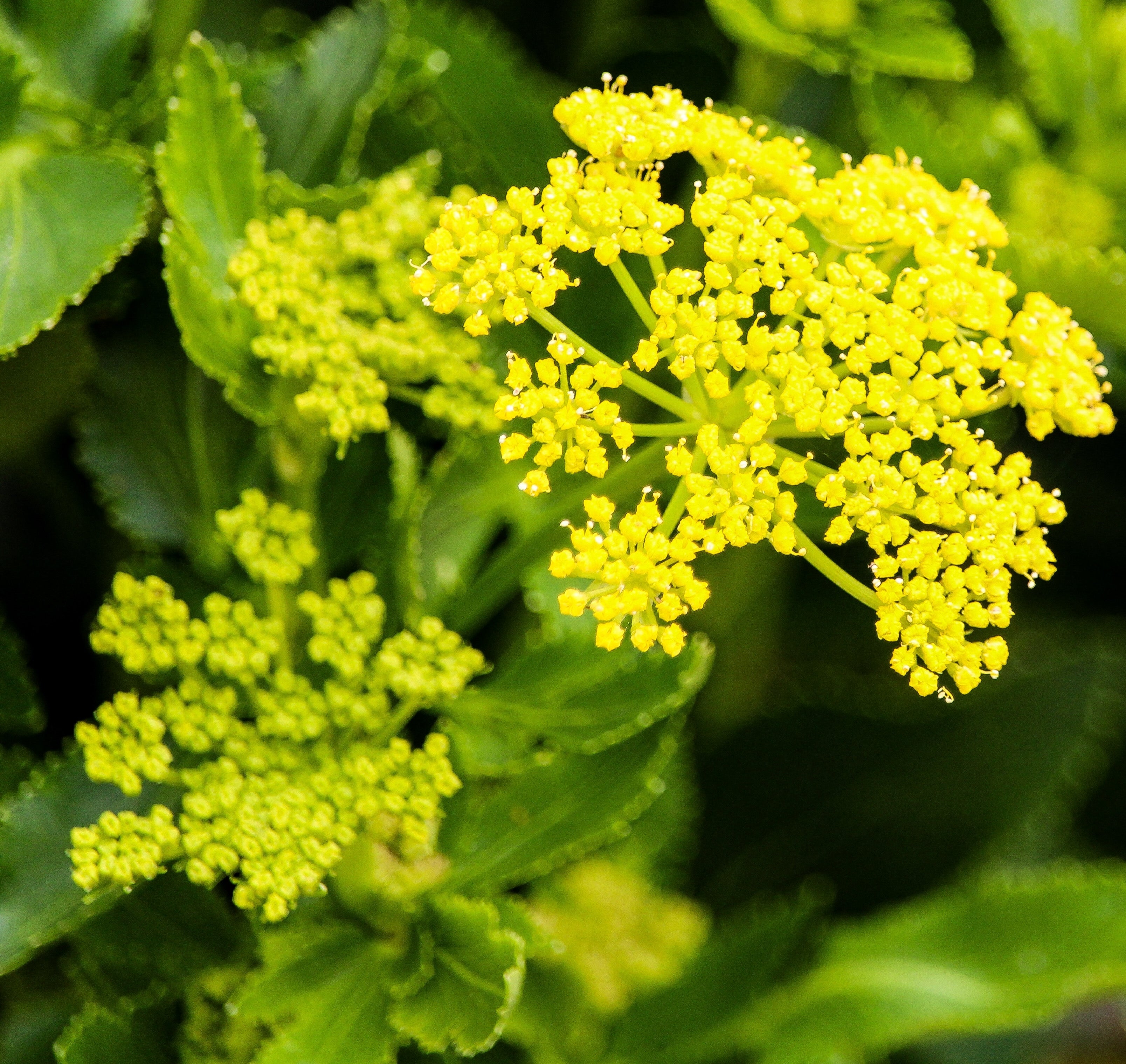 150 GOLDEN ALEXANDER (Golden Zizia / Meadow Zizia) Zizia Aurea