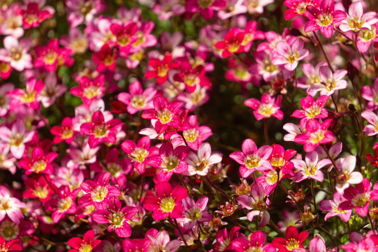 50 FLORAL CARPET SAXIFRAGA Arendsii Rose Pink Mossy Rockfoil Evergreen Flower Seeds