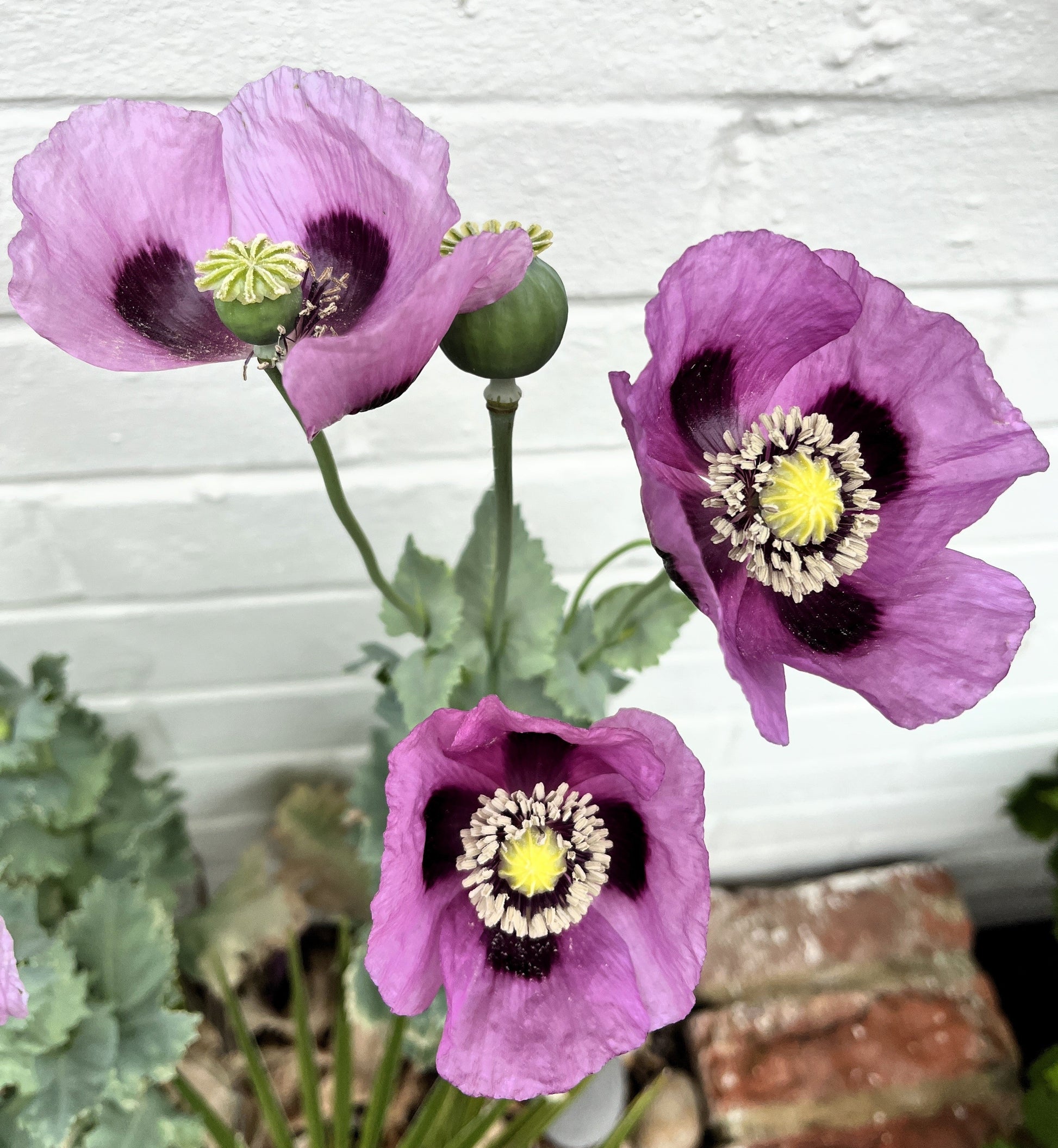 purple poppy flower seeds 1000 LAVENDER POPPY Purple Papaver Somniferum Flower Seeds – Seedville USA