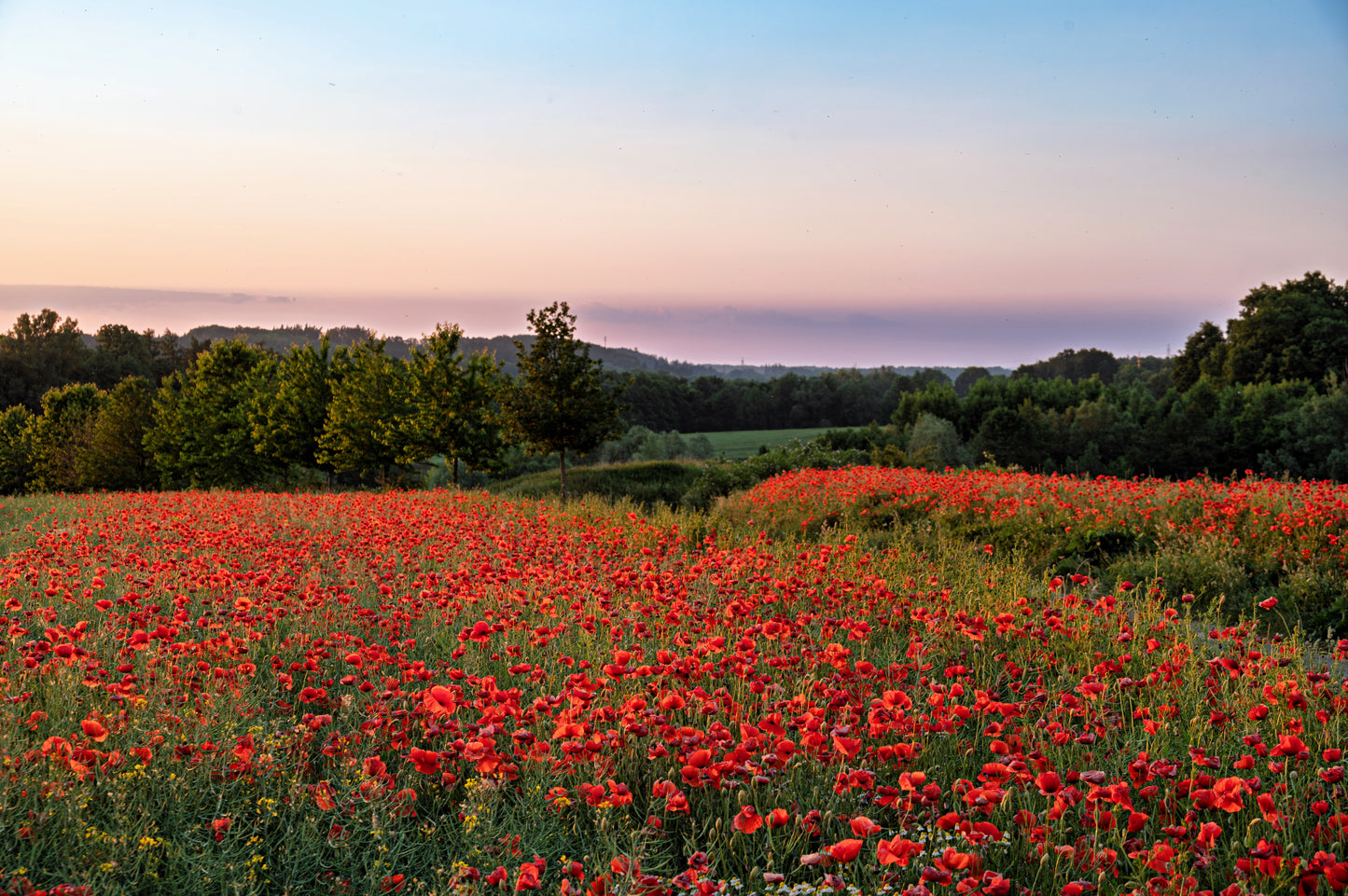 1000 Red AMERICAN LEGION (Corn / Shirley / Flanders) POPPY Papaver Rhoeas Flower Seeds