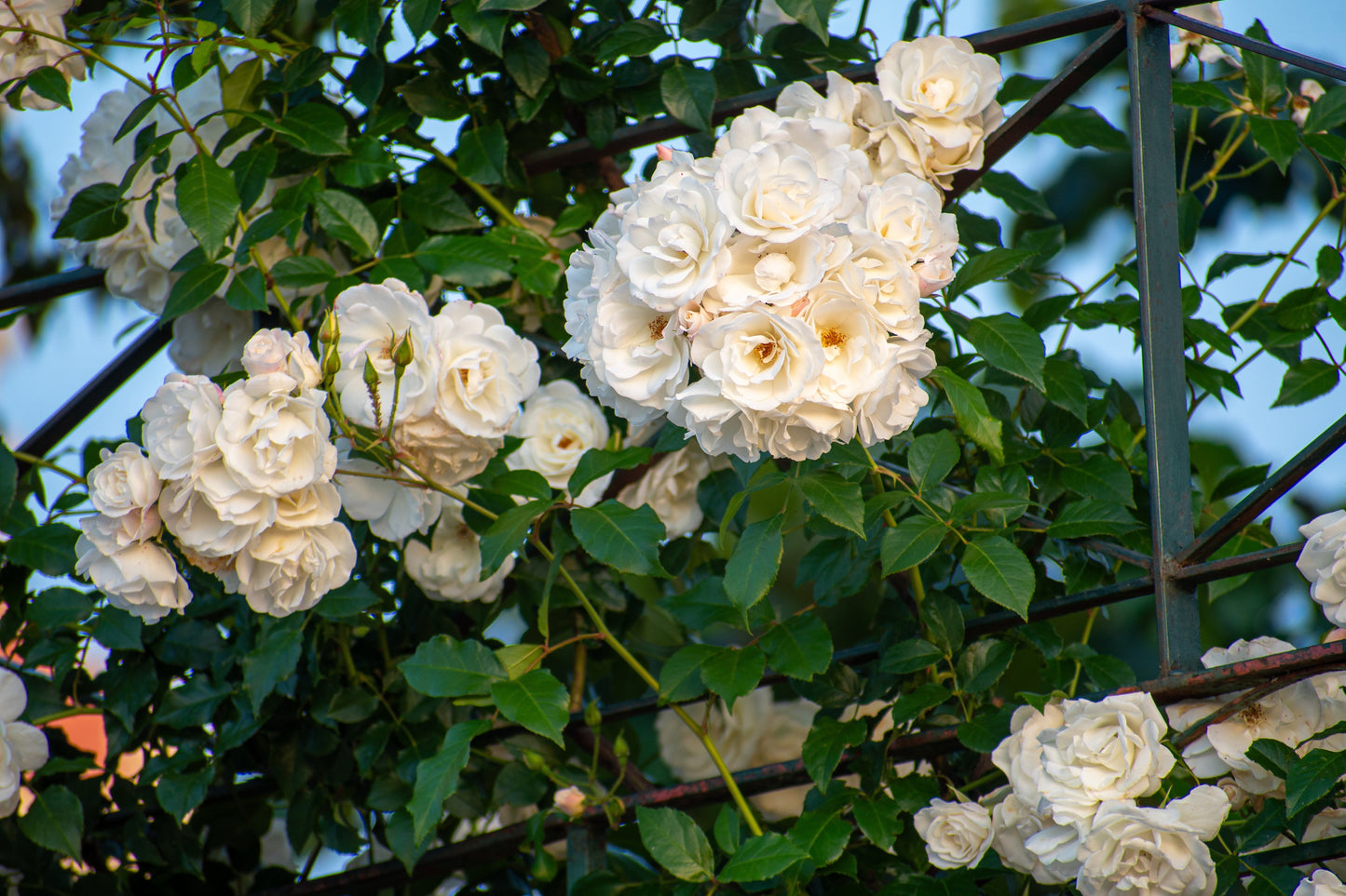 5 WHITE CLIMBING ROSE Rosa Bush Vine Climber Fragrant Butterfly Flower Seeds