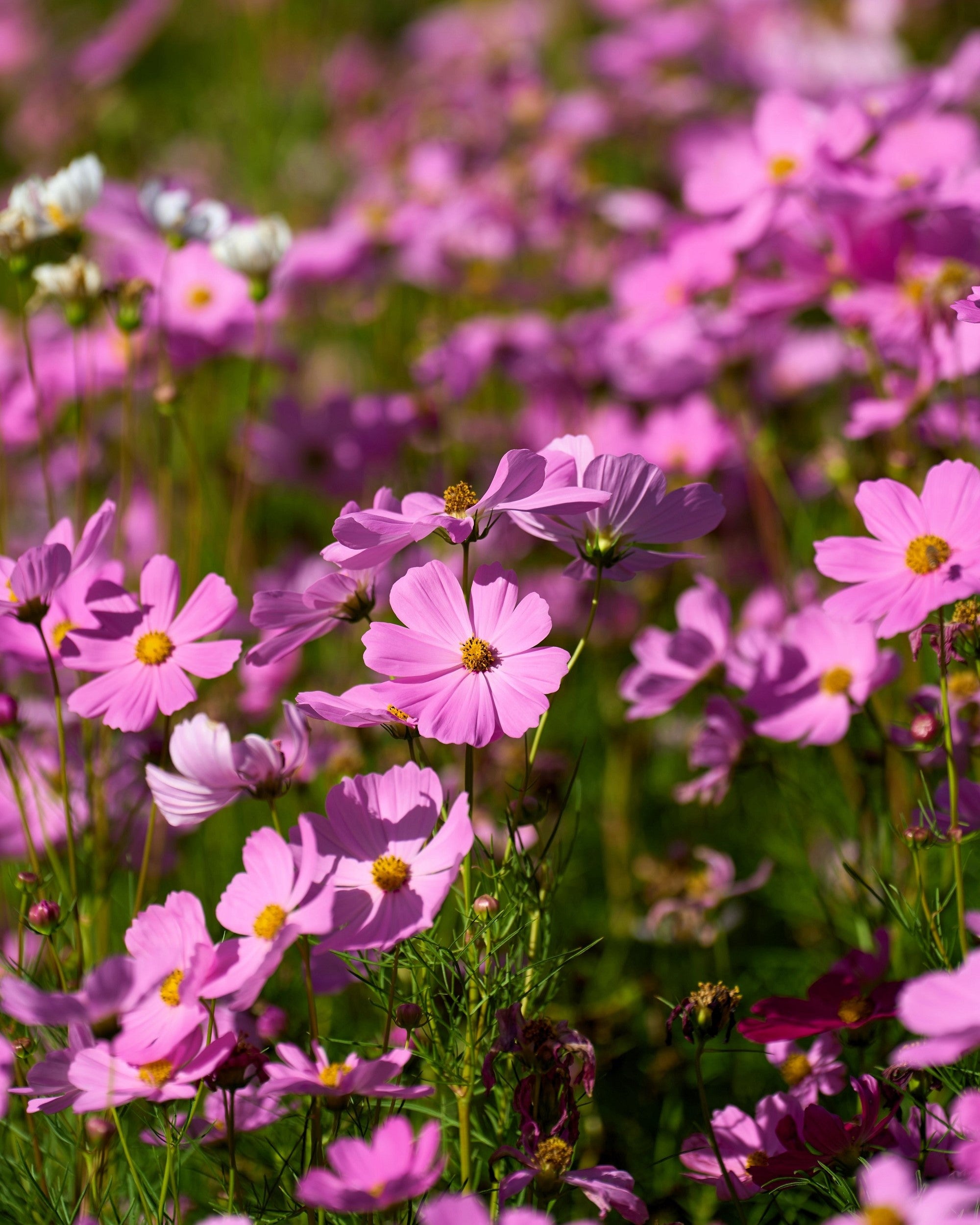 300 DWARF PINK COSMOS Cosmos Bipinnatus Flower Seeds – Seedville USA