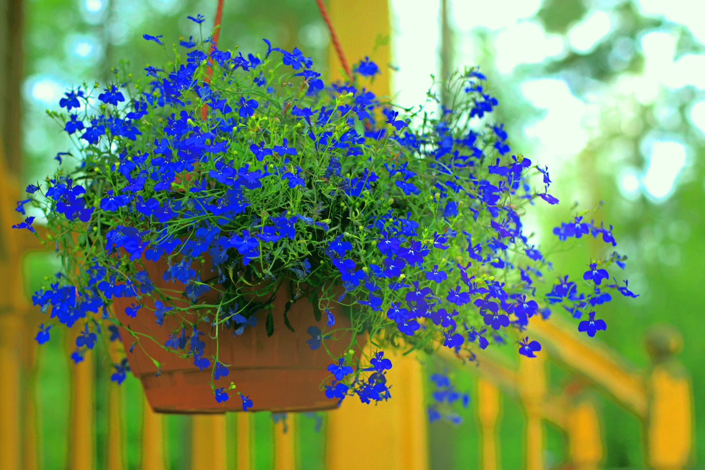 200 Electric Blue MONSOON LOBELIA Erinus Flower Seeds