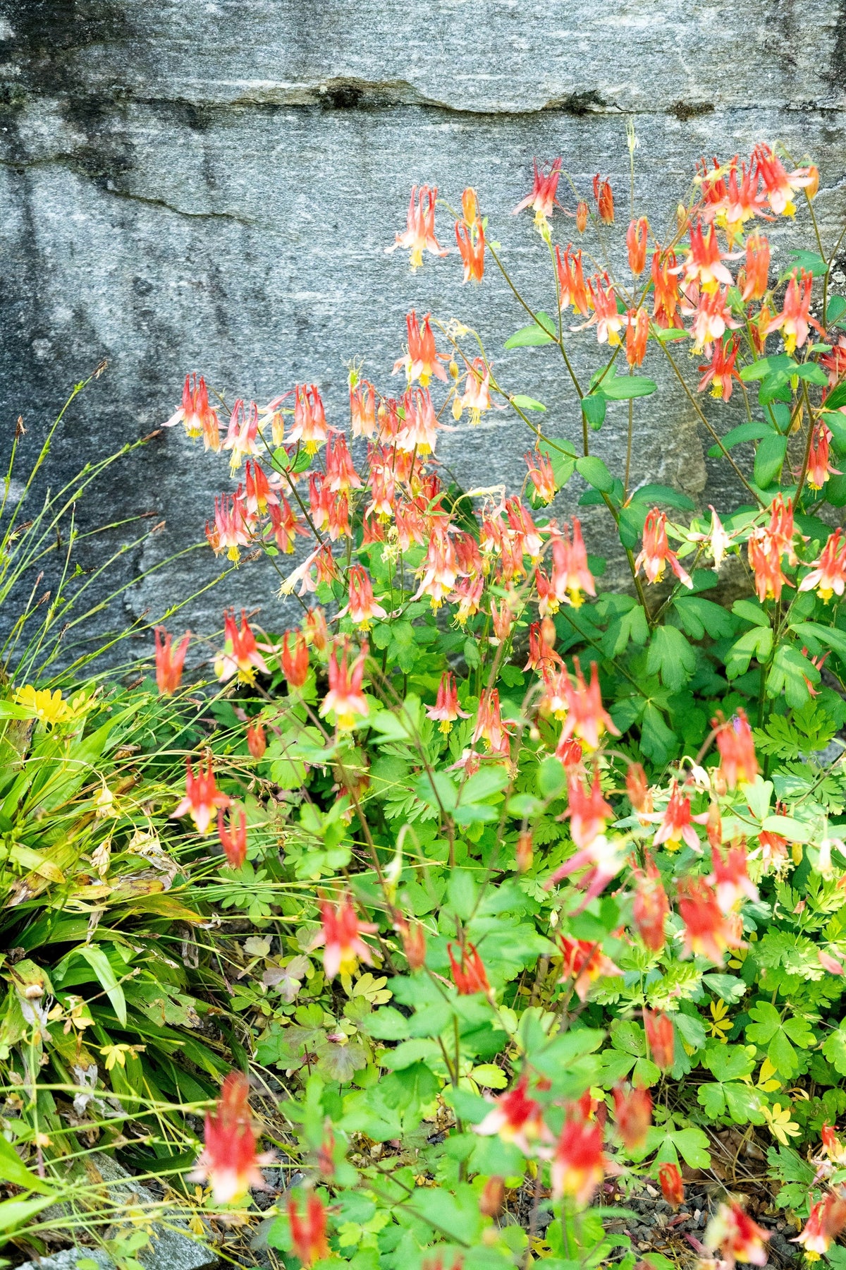 100 WILD / CANADIAN COLUMBINE Aquilegia Canadensis Red & Yellow Native Sun or Shade Flower Seeds