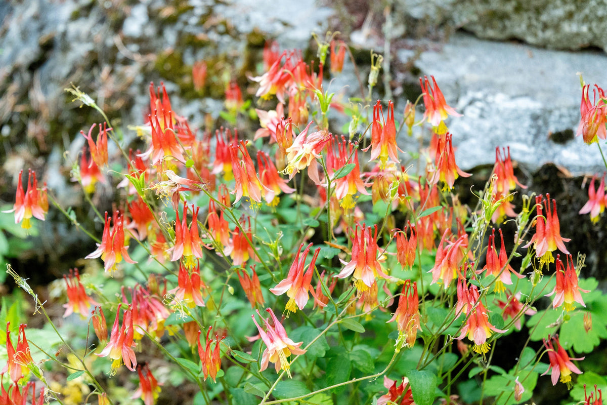 100 WILD / CANADIAN COLUMBINE Aquilegia Canadensis Red & Yellow Native Sun or Shade Flower Seeds