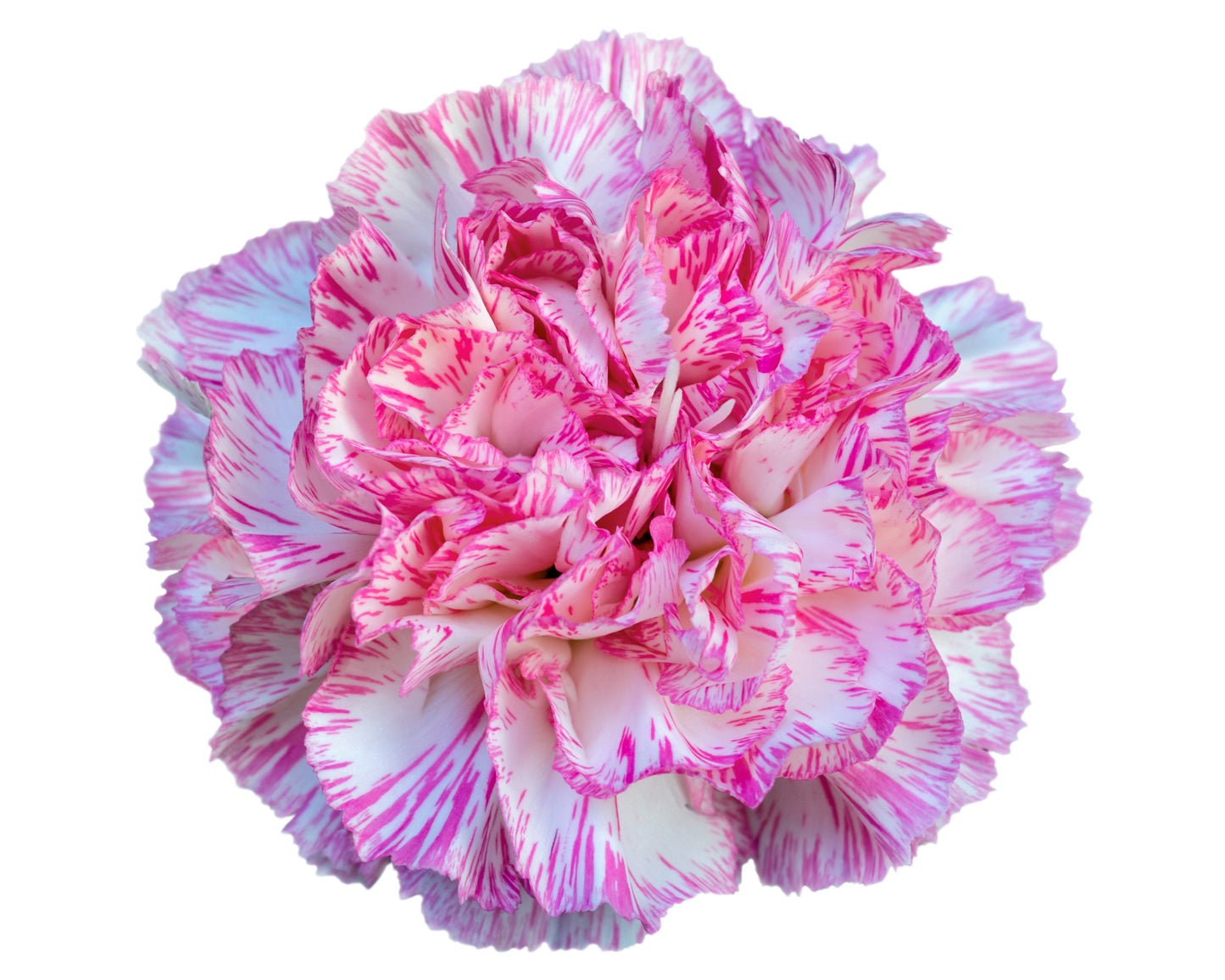 50 PICOTEE MIX CARNATION Dianthus Caryophyllus Double Bicolor Striped Flower Seeds