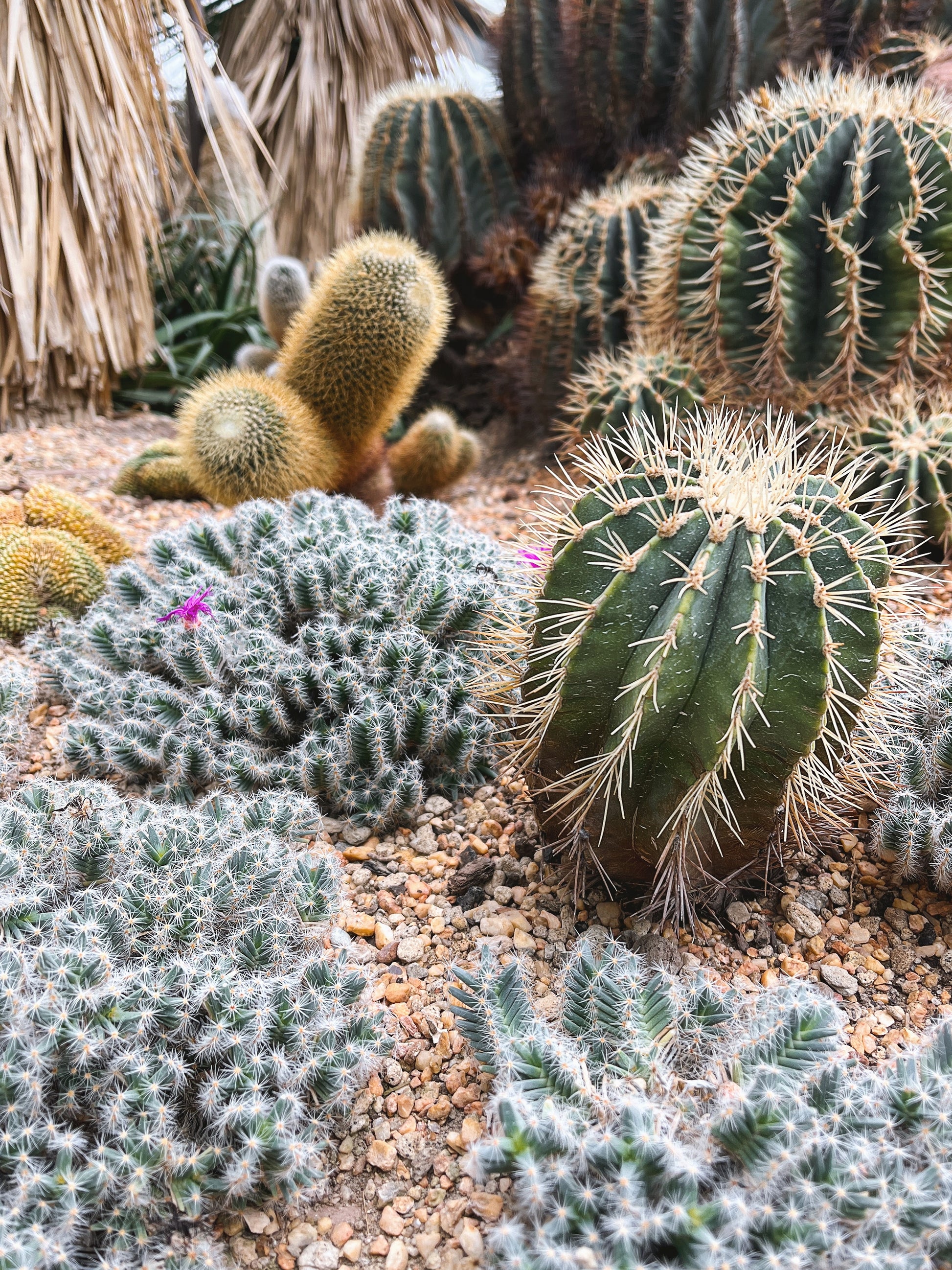 cactus with flower 50 CACTUS MIX 'Finest Mixed' Succulent Flower Plant Seeds – Seedville USA