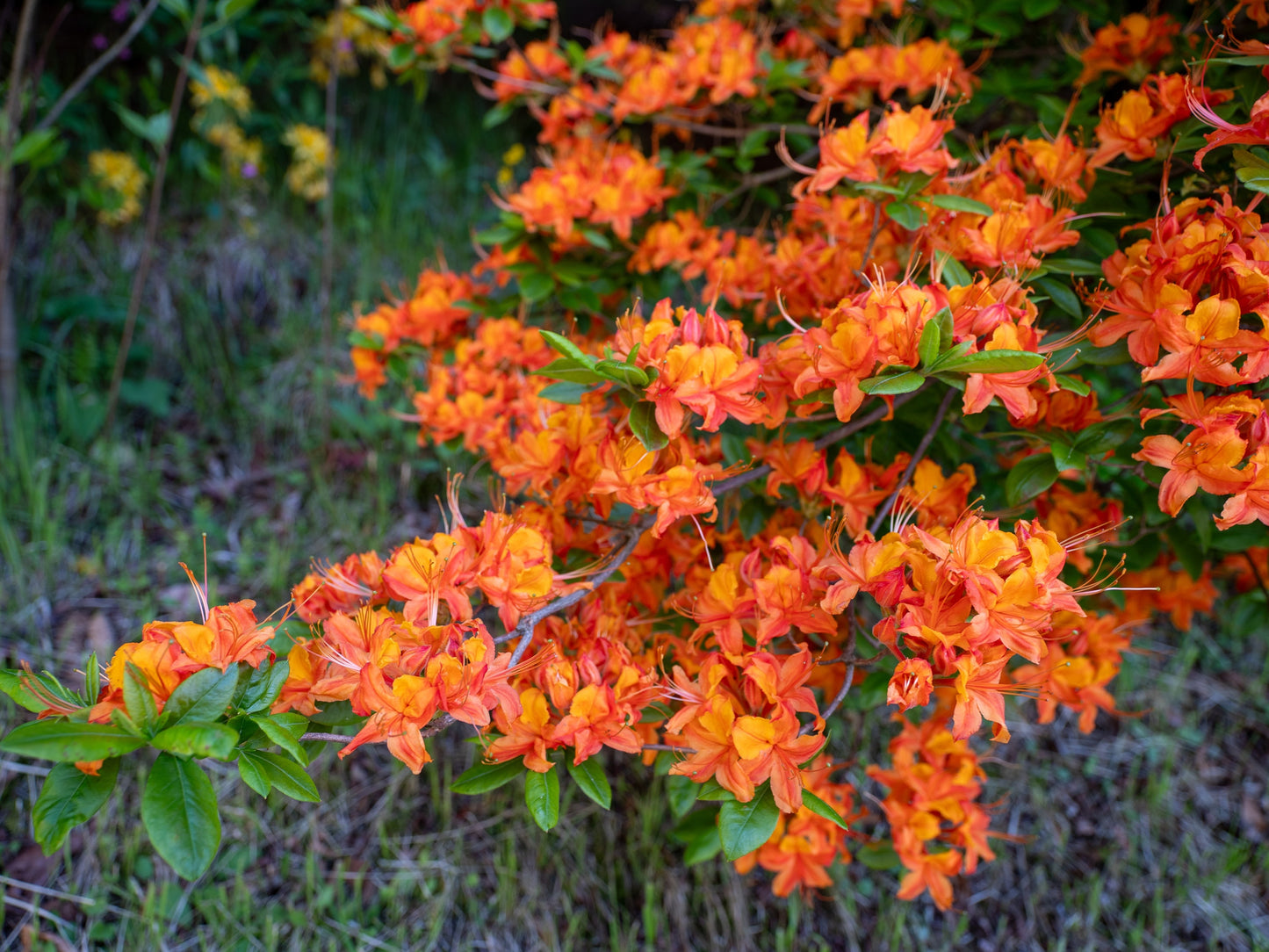 30 Orange FLAME AZALEA Rhododendron Calendulaceum Bush Shrub Flower Seeds