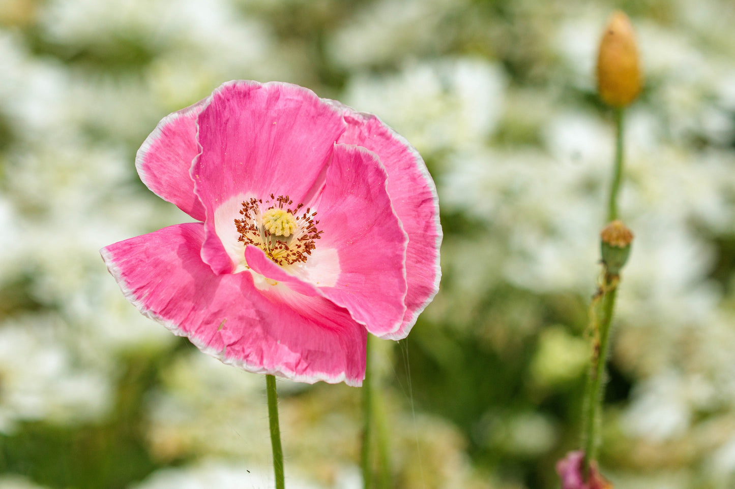 1000 PINK & WHITE POPPY Papaver Somniferum Flower Seeds