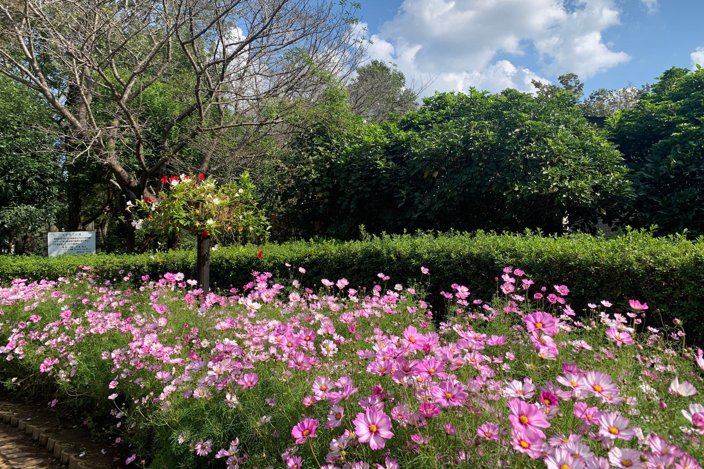 200 TALL PINK COSMOS Bipinnatus Flower Seeds