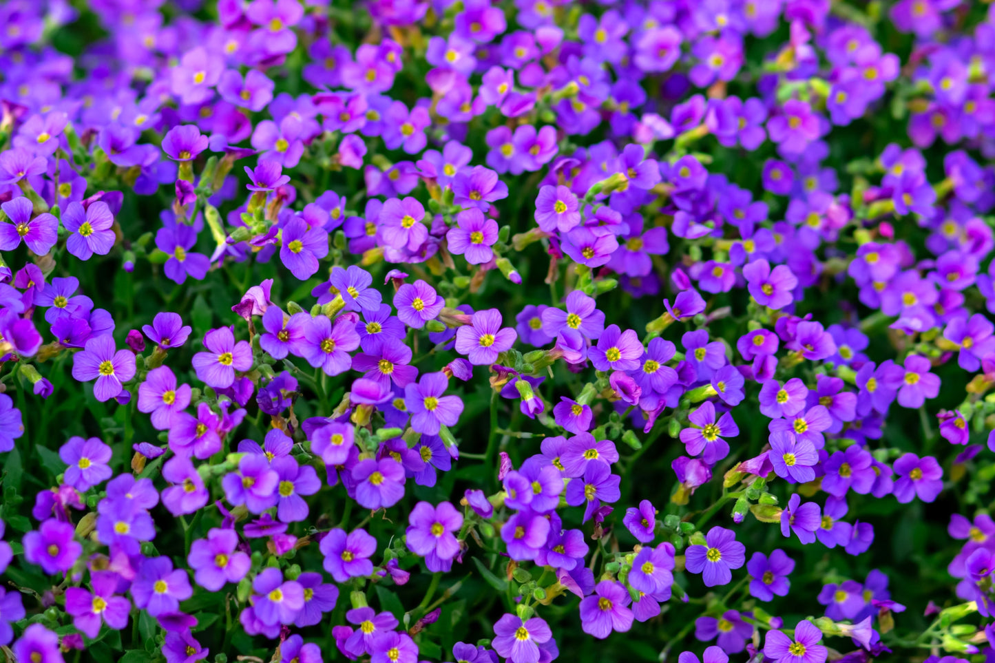 500 PURPLE ROCKCRESS Rock Cress Aubrieta Deltoidea Flower Seeds