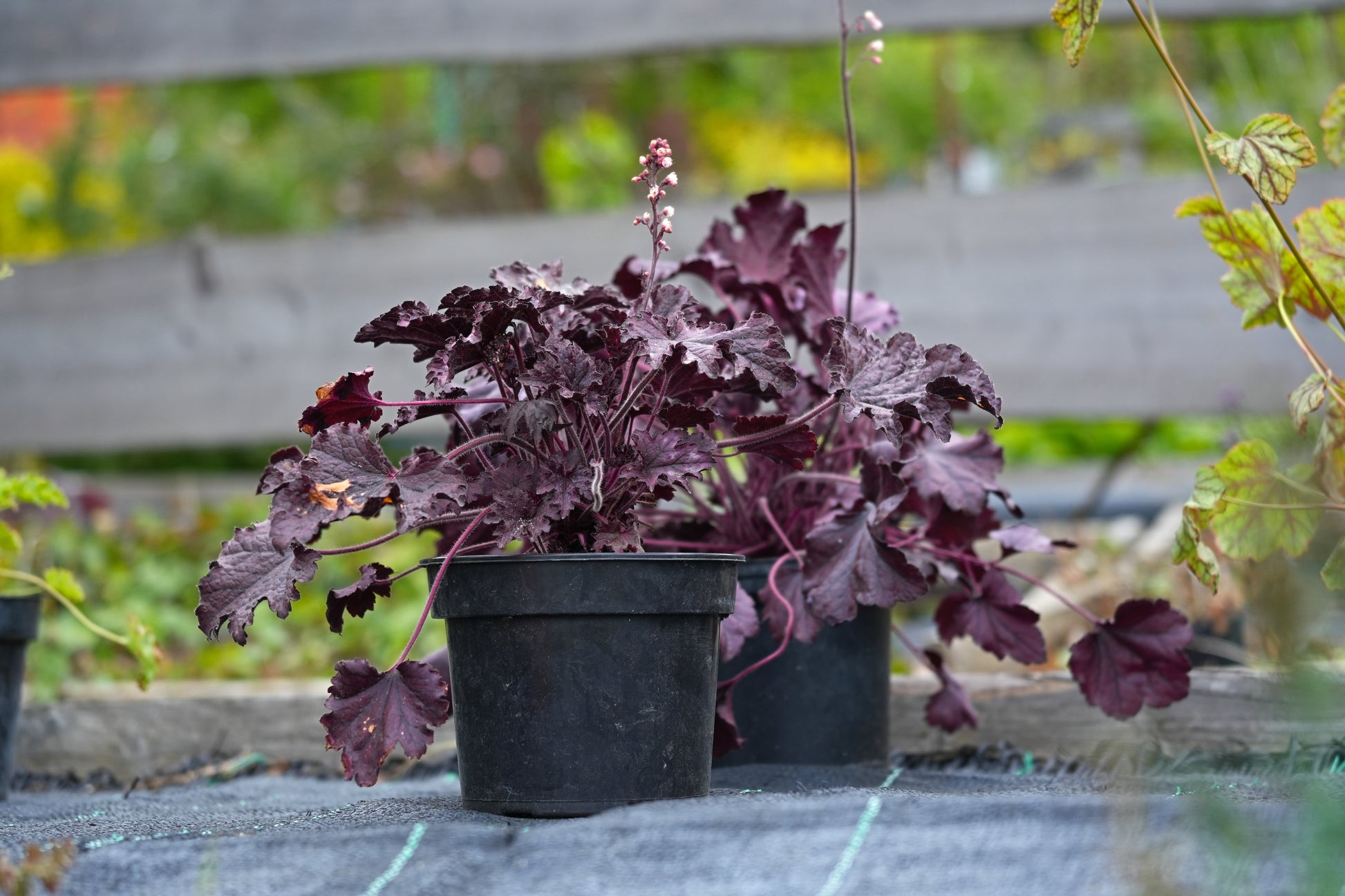 heuchera indoor plant 50 Palace Purple HEUCHERA / CORAL BELLS Micrantha Flower Seeds