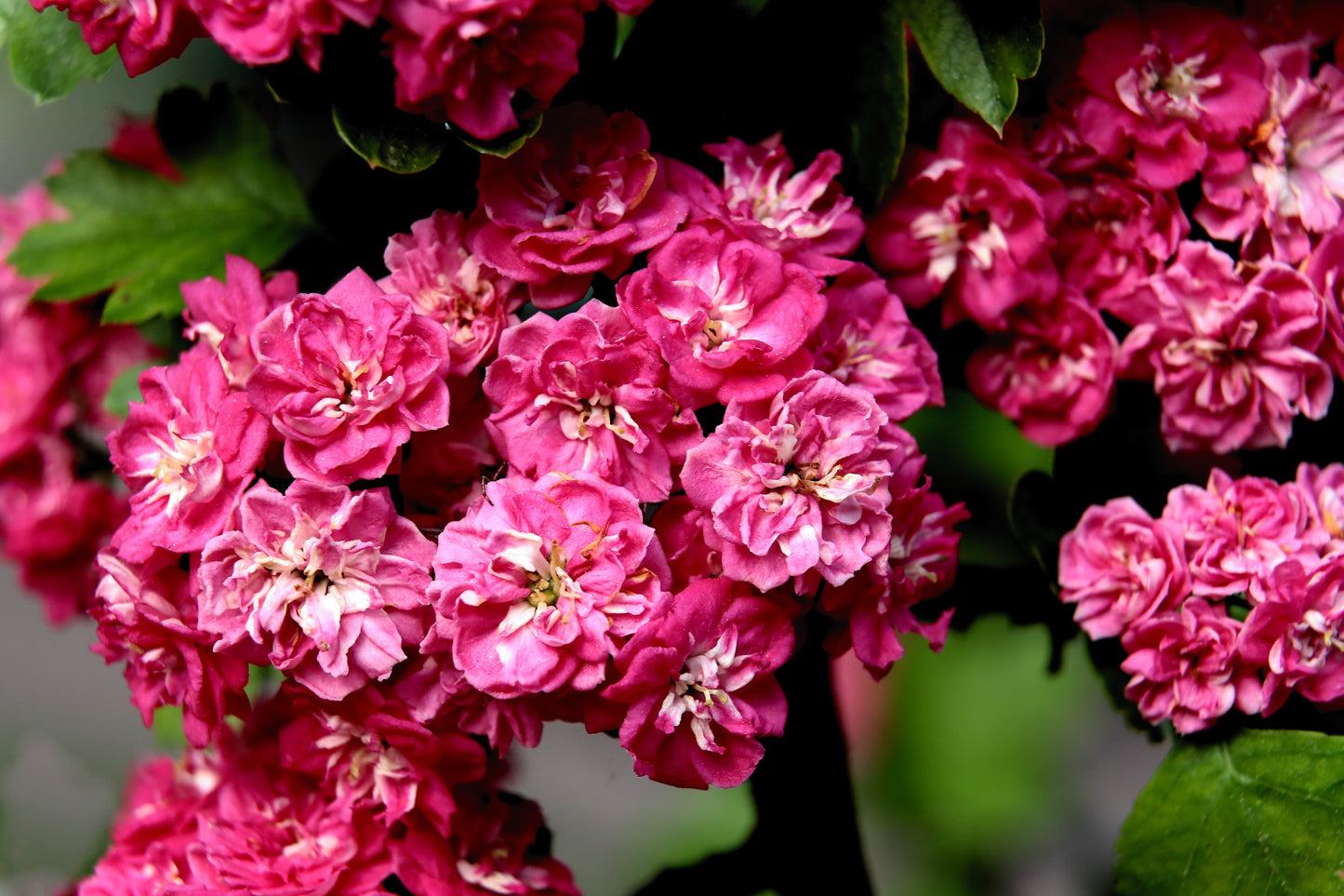 20 ENGLISH HAWTHORN TREE Edible Fruit Flower Mayflower Crataegus Laevigata Seeds