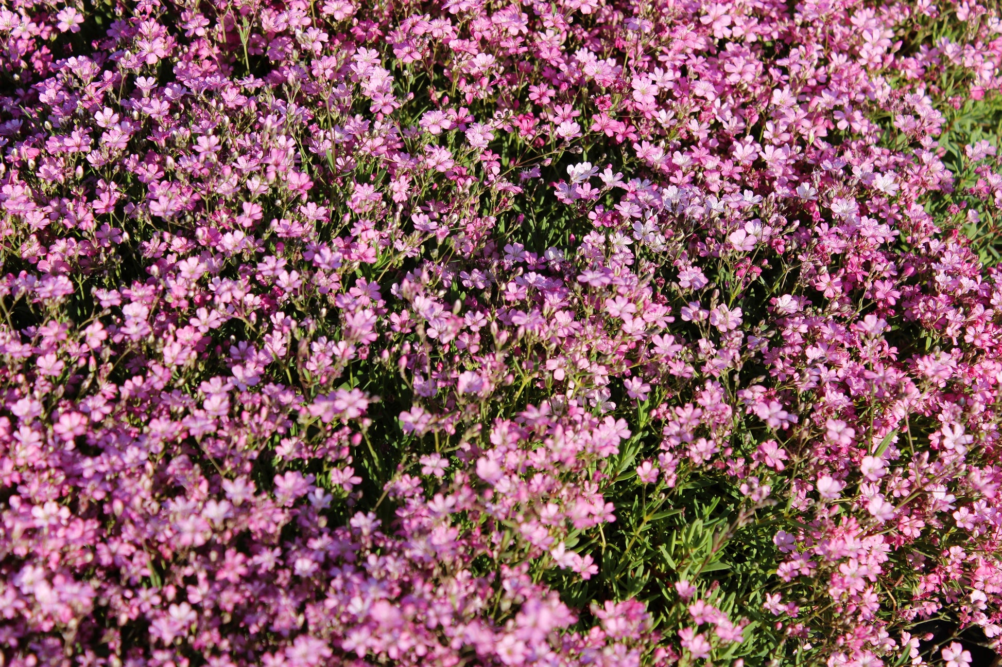 gypsophila flower seeds 350 RED BABYS BREATH Gypsophila Elegans Baby's Breath Flower Seeds