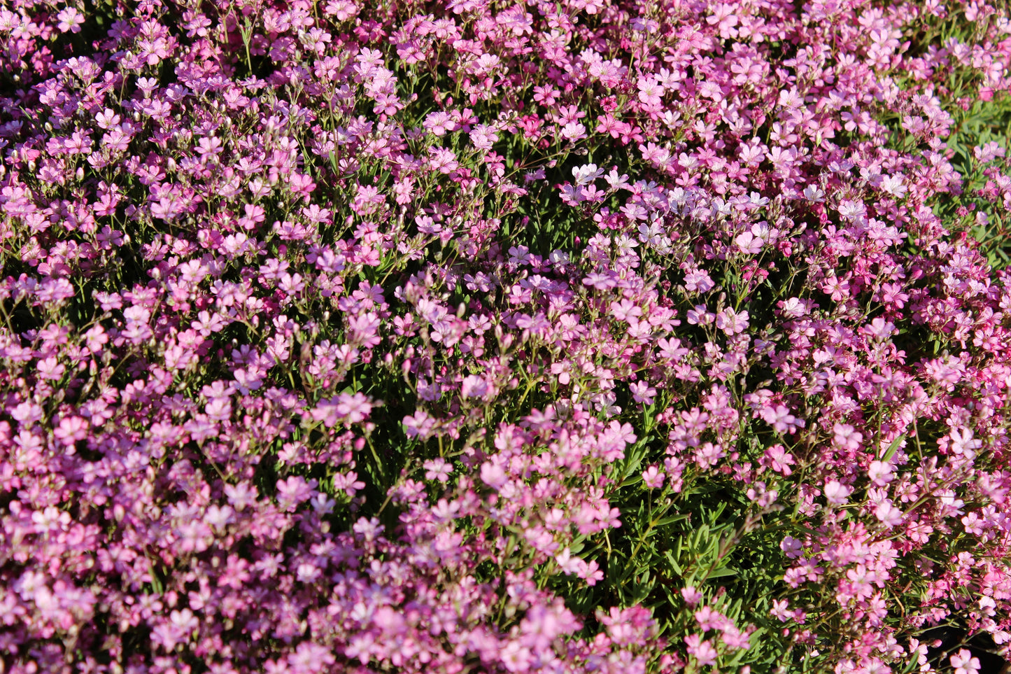 350 RED BABYS BREATH Gypsophila Elegans Baby's Breath Flower Seeds