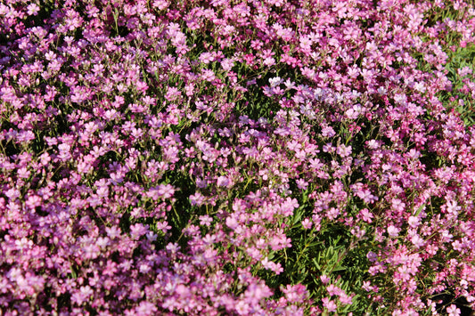 350 RED BABYS BREATH Gypsophila Elegans Baby's Breath Flower Seeds