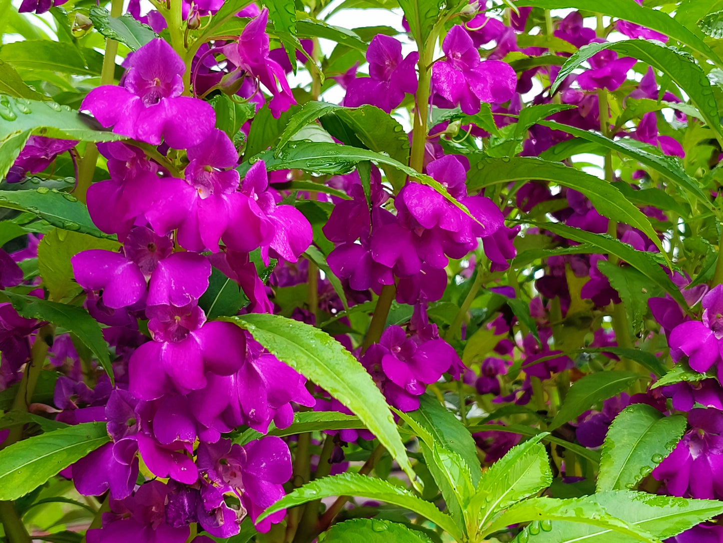 100 IMPATIENS (Balsam / Lady Slipper / Touch Me Not) Impatiens Balsamina Flower Seeds