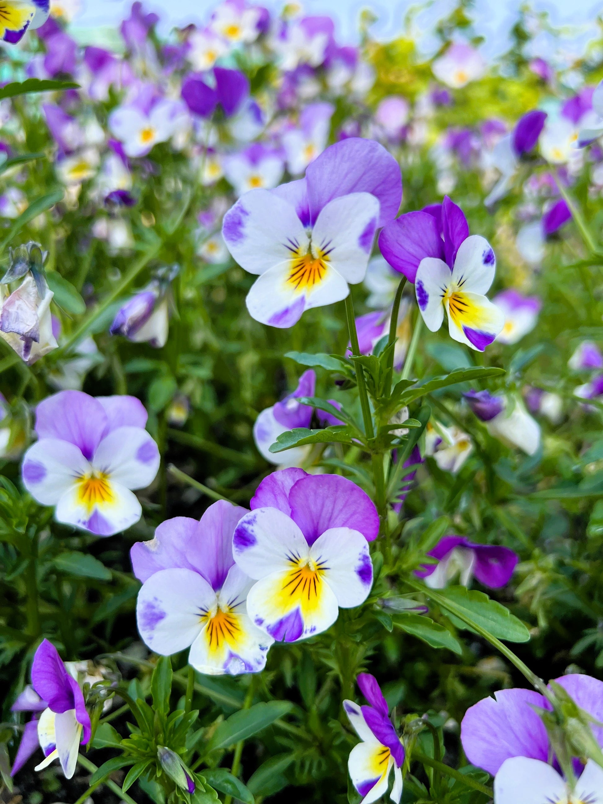 violet flower seeds for sale 50 Light JOHNNY JUMP UP Viola Tricolor Violet Flower Seeds