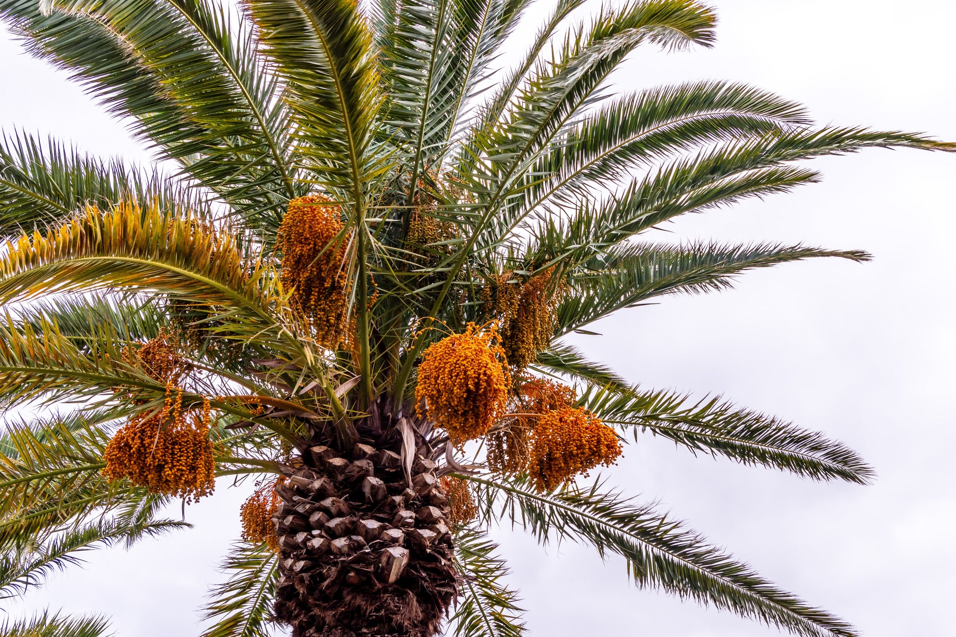 planting canary island date palm seeds 10 CANARY ISLAND Date PALM Phoenix Canariensis Tree Seeds
