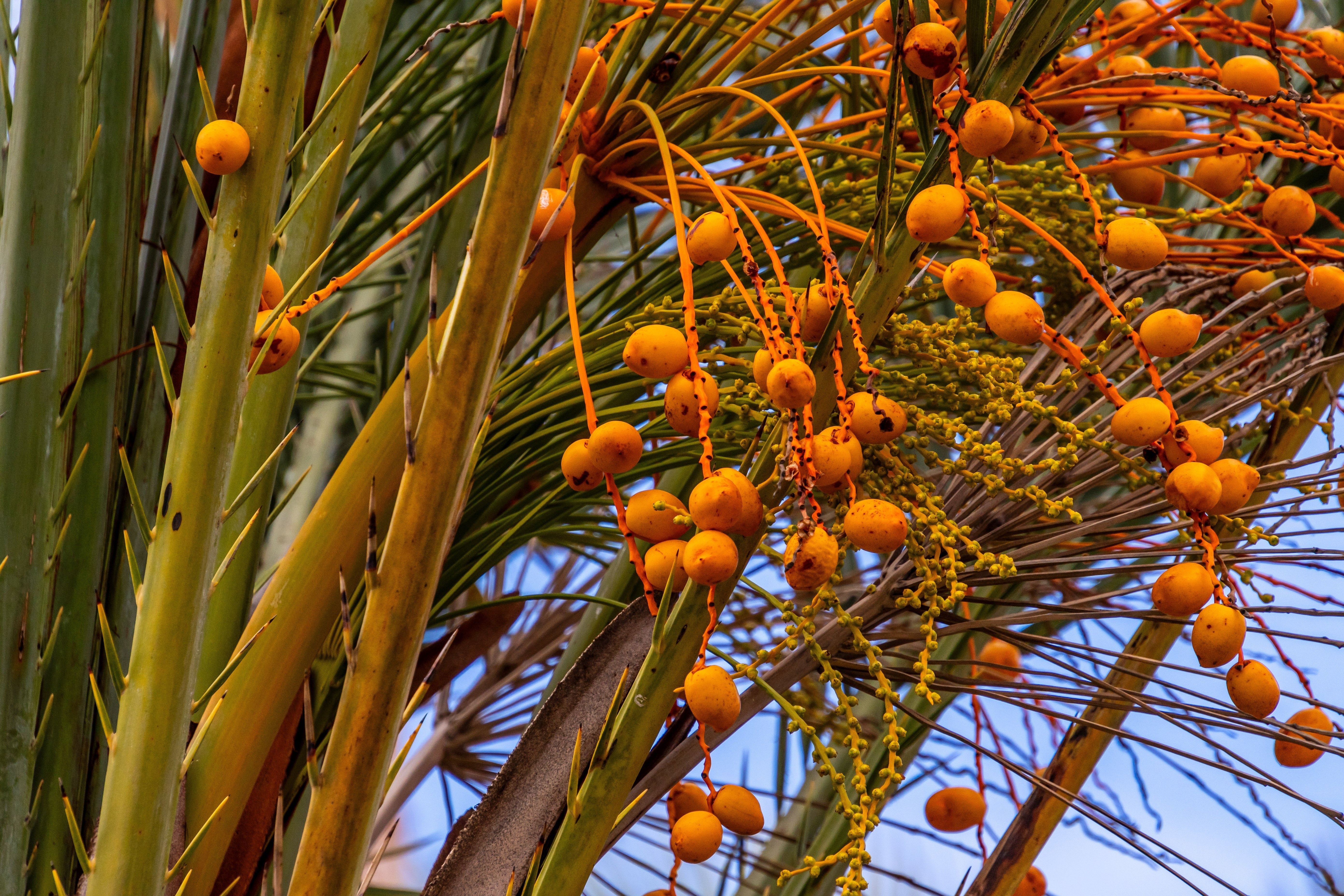 10 CANARY ISLAND Date PALM Phoenix Canariensis Tree Seeds