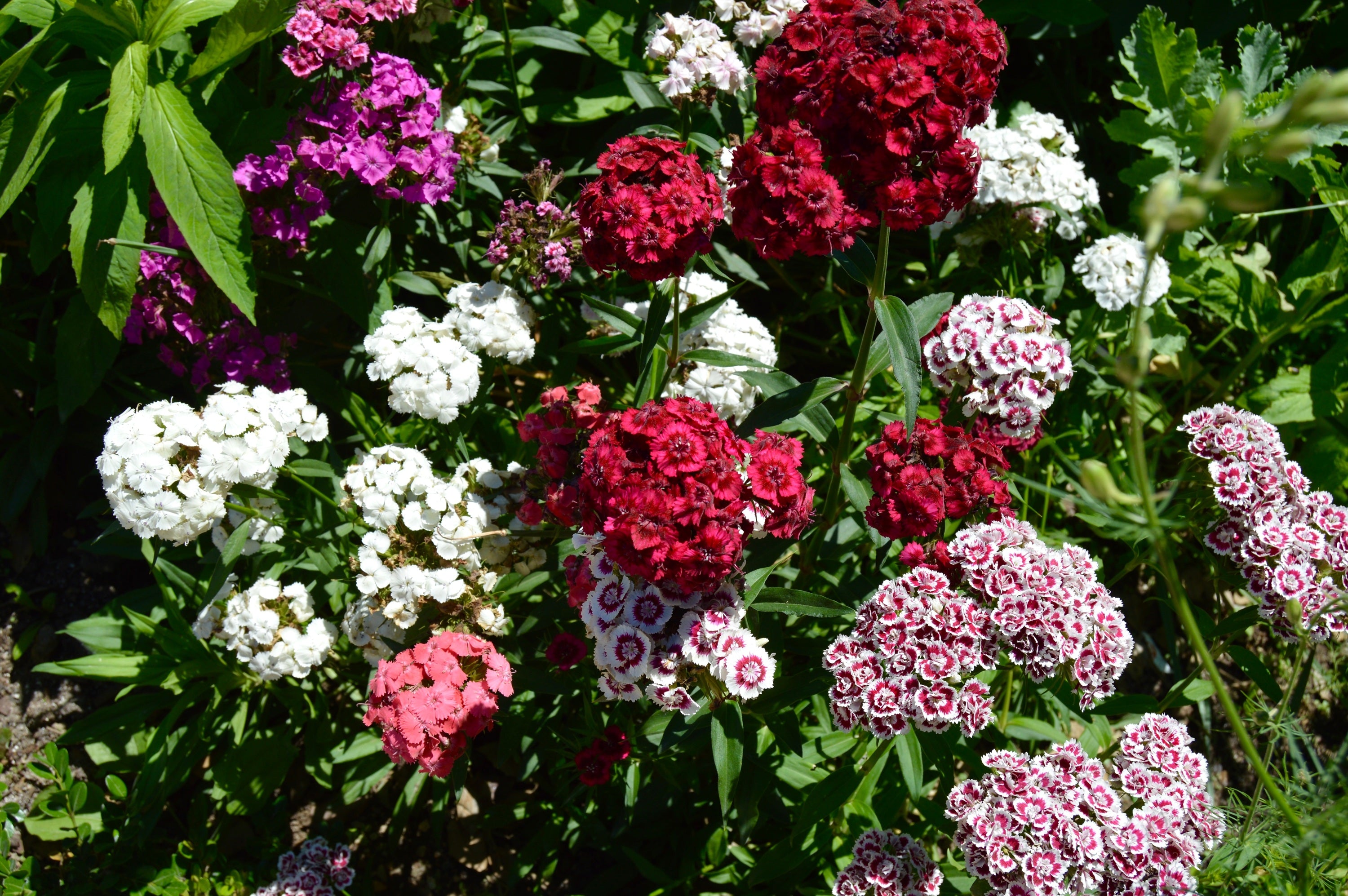 500 MIXED Colors SWEET WILLIAM Dianthus Barbatus Color Mix Red