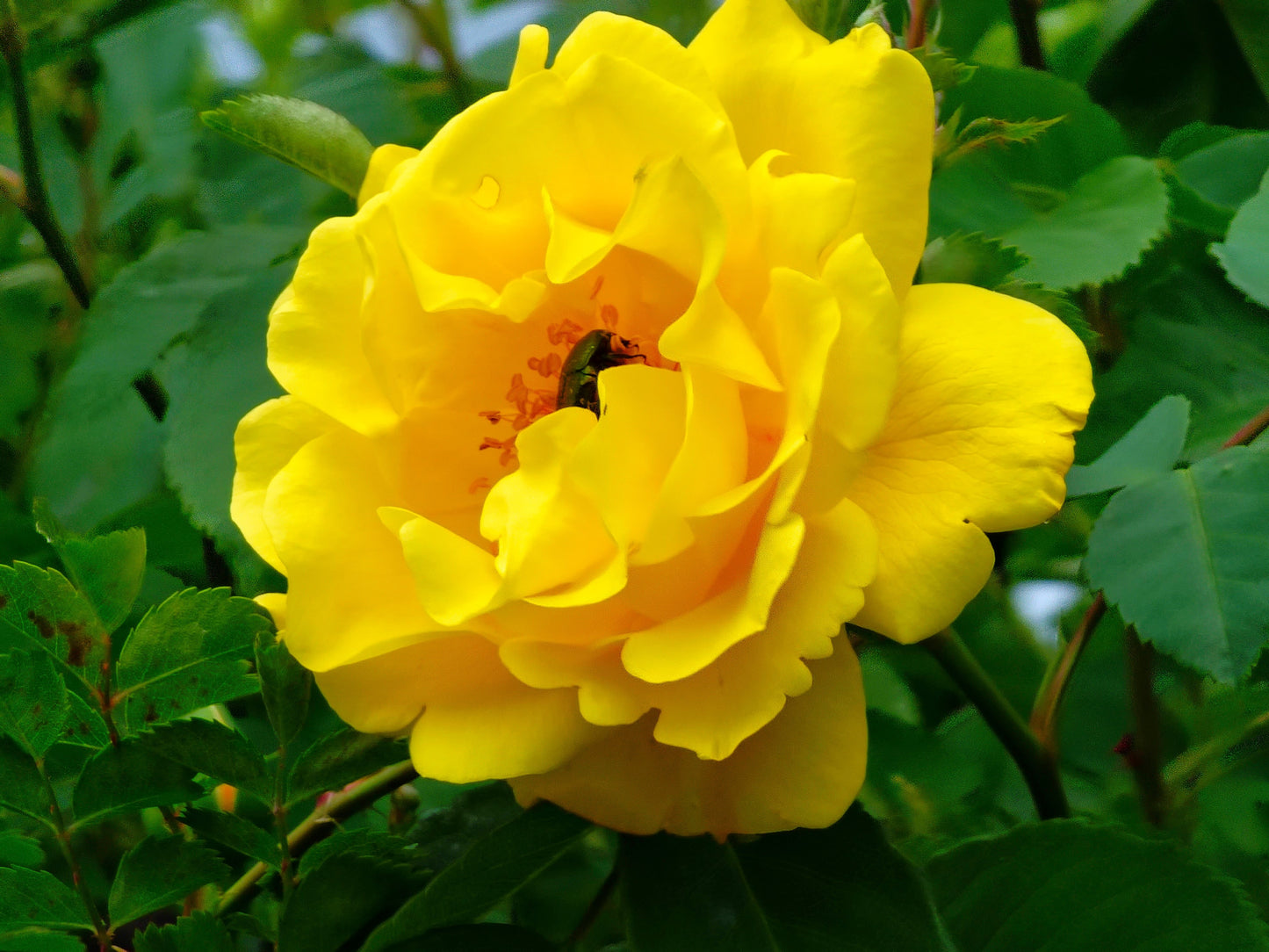 yellow rose bush seeds 5 YELLOW ROSE Rosa Bush Shrub Perennial Flower Seeds