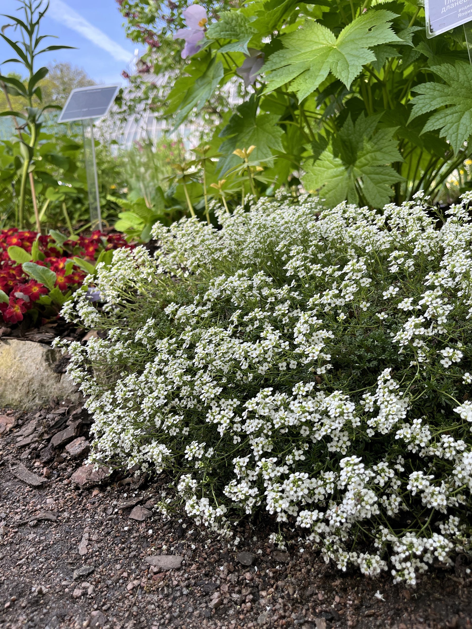rock cress flower seeds 800 WHITE ALPINE ROCKCRESS Aubrieta Rock Cress Arabis Alpina Flower Se – Seedville USA