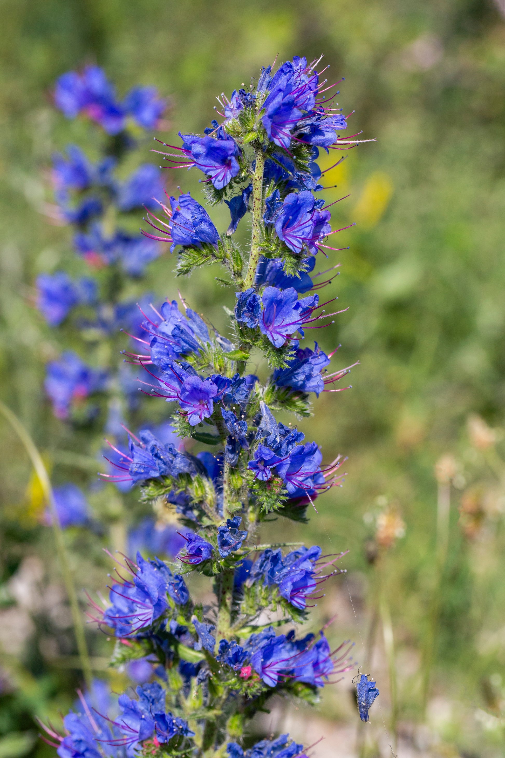 blue flower seeds 100 Blue VIPERS BUGLOSS Echium Vulgare Blue Flower Seeds – Seedville USA