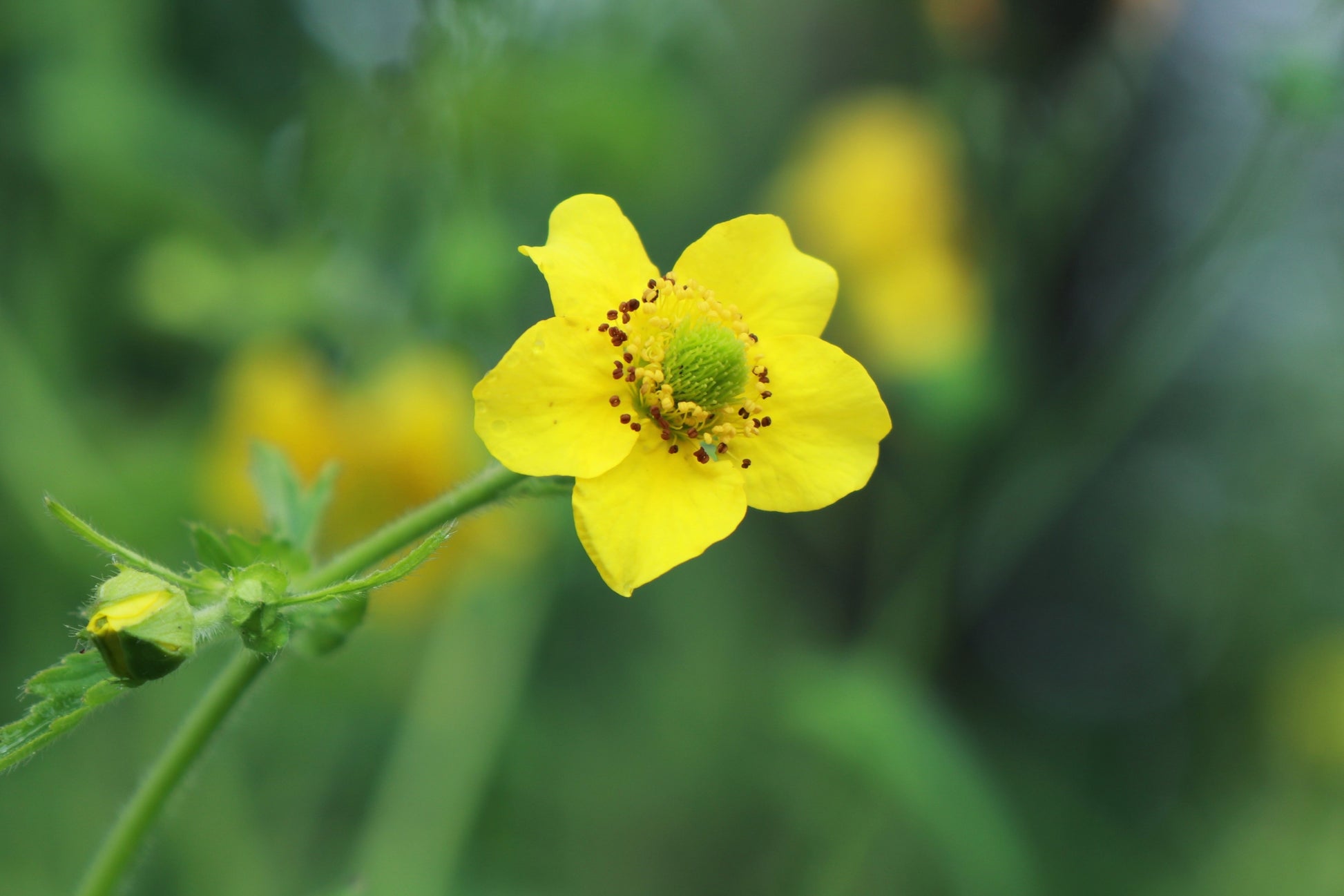 wetland flower seeds 100 YELLOW AVENS Geum Aleppicum Moist Wetland Flower Seeds