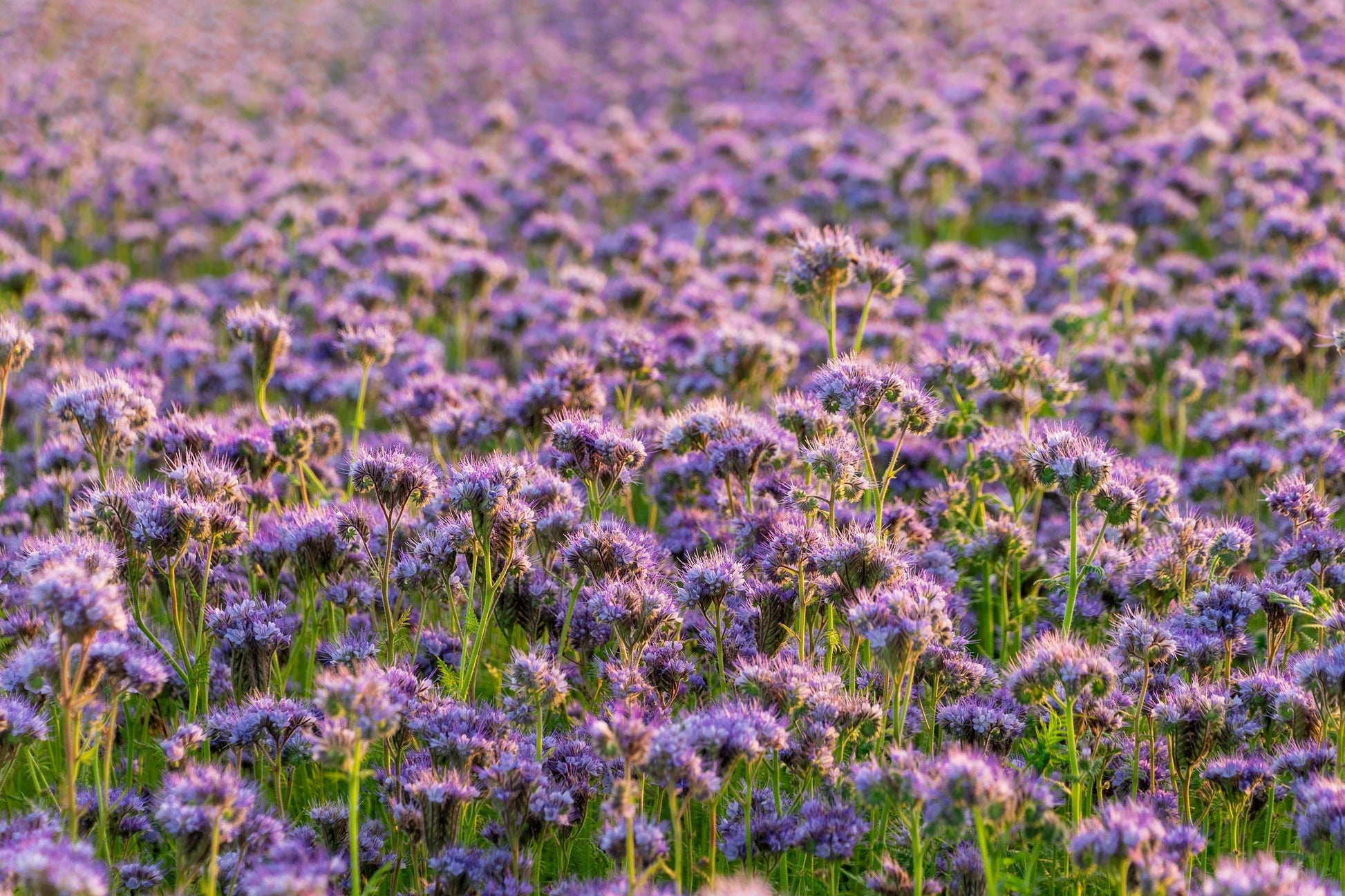 plant with purple seeds 300 PURPLE TANSY Lacy Fiddleneck Phacelia Tanacetifolia Flower Seeds