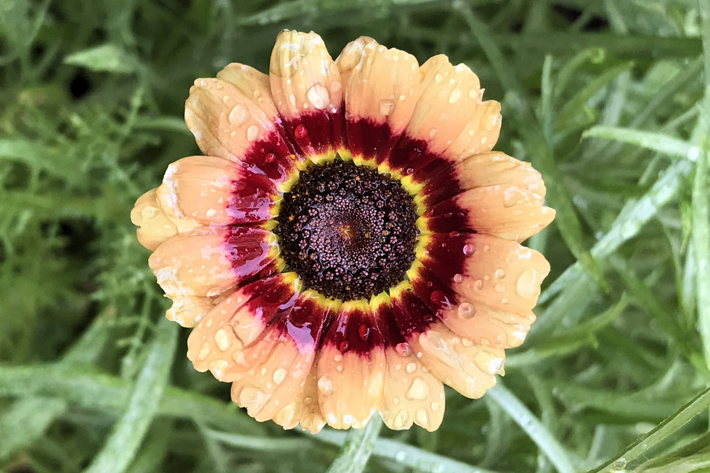 250 TRICOLOR PAINTED DAISY (Pyrenthrum Daisy) Chrysanthemum Carinatum Flower Seeds