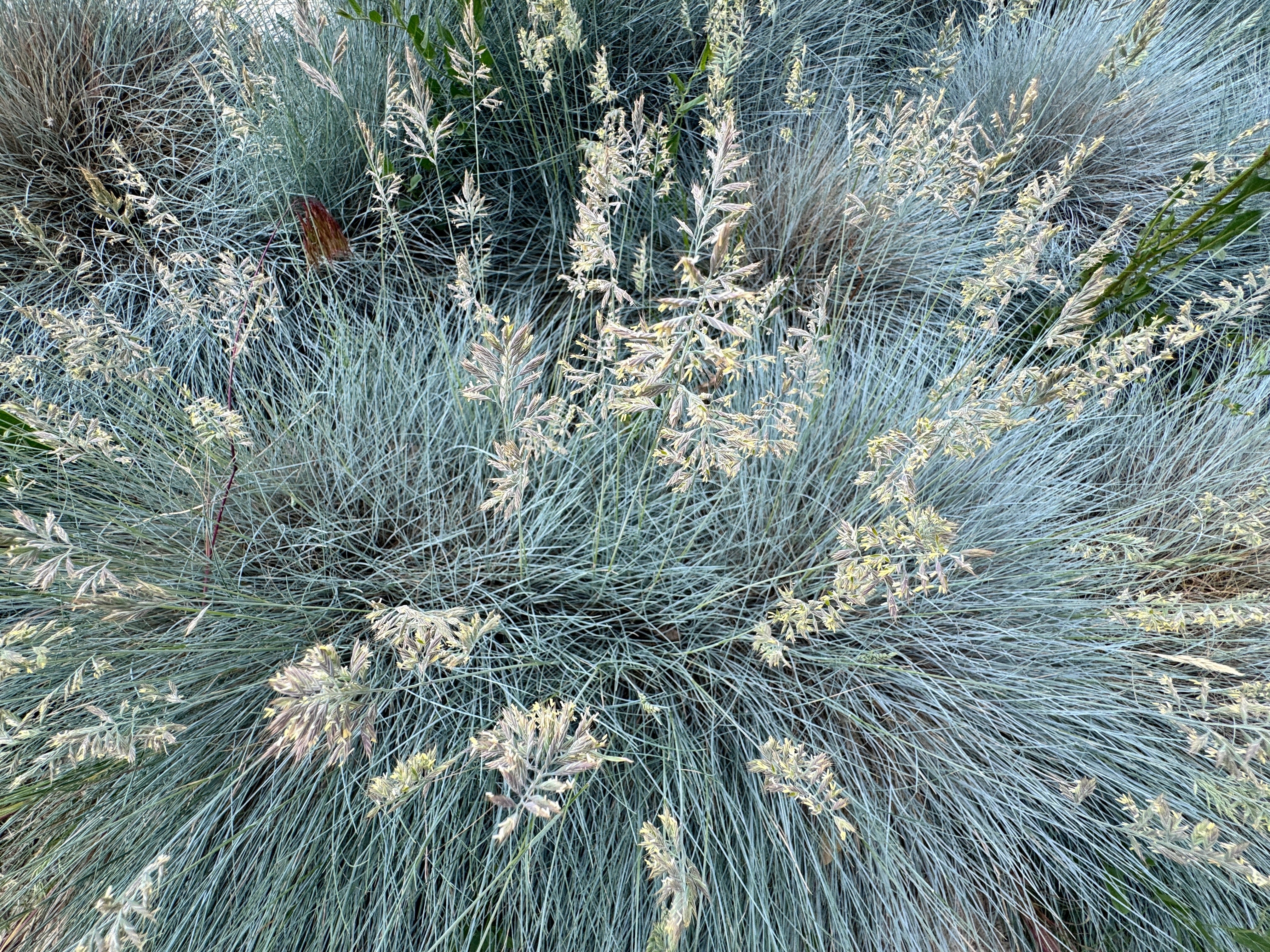 Seedville Sheep's Fescue Grass - Thumbnail 5