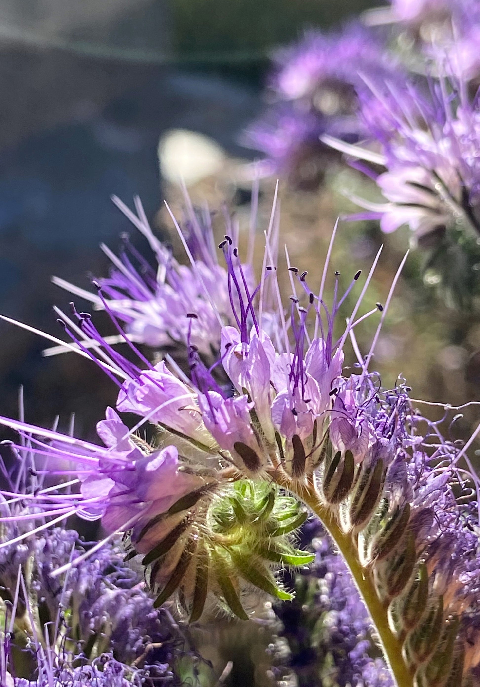 blue tansy flower seeds 300 PURPLE TANSY Lacy Fiddleneck Phacelia Tanacetifolia Flower Seeds