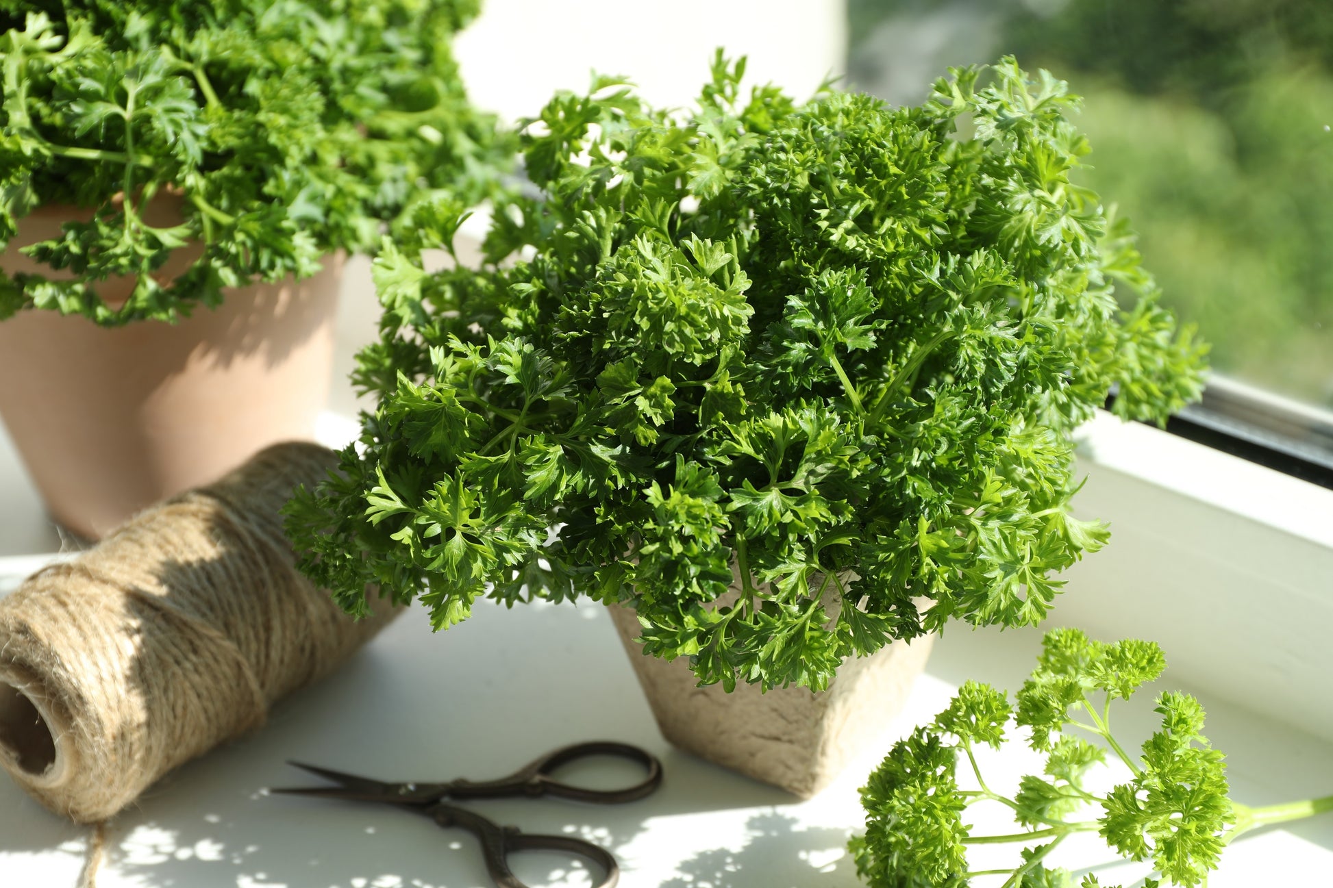 house plant that looks like parsley 500 FOREST GREEN PARSLEY Petroselinum Crispum Double Triple Curl Veget – Seedville USA