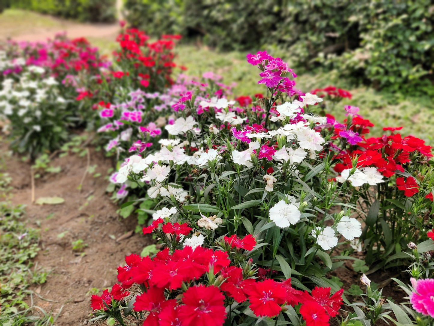 200 COTTAGE PINKS Mixed Colors (Garden, Laced, Feathered Pink) Dianthus Plumarius Flower Seeds