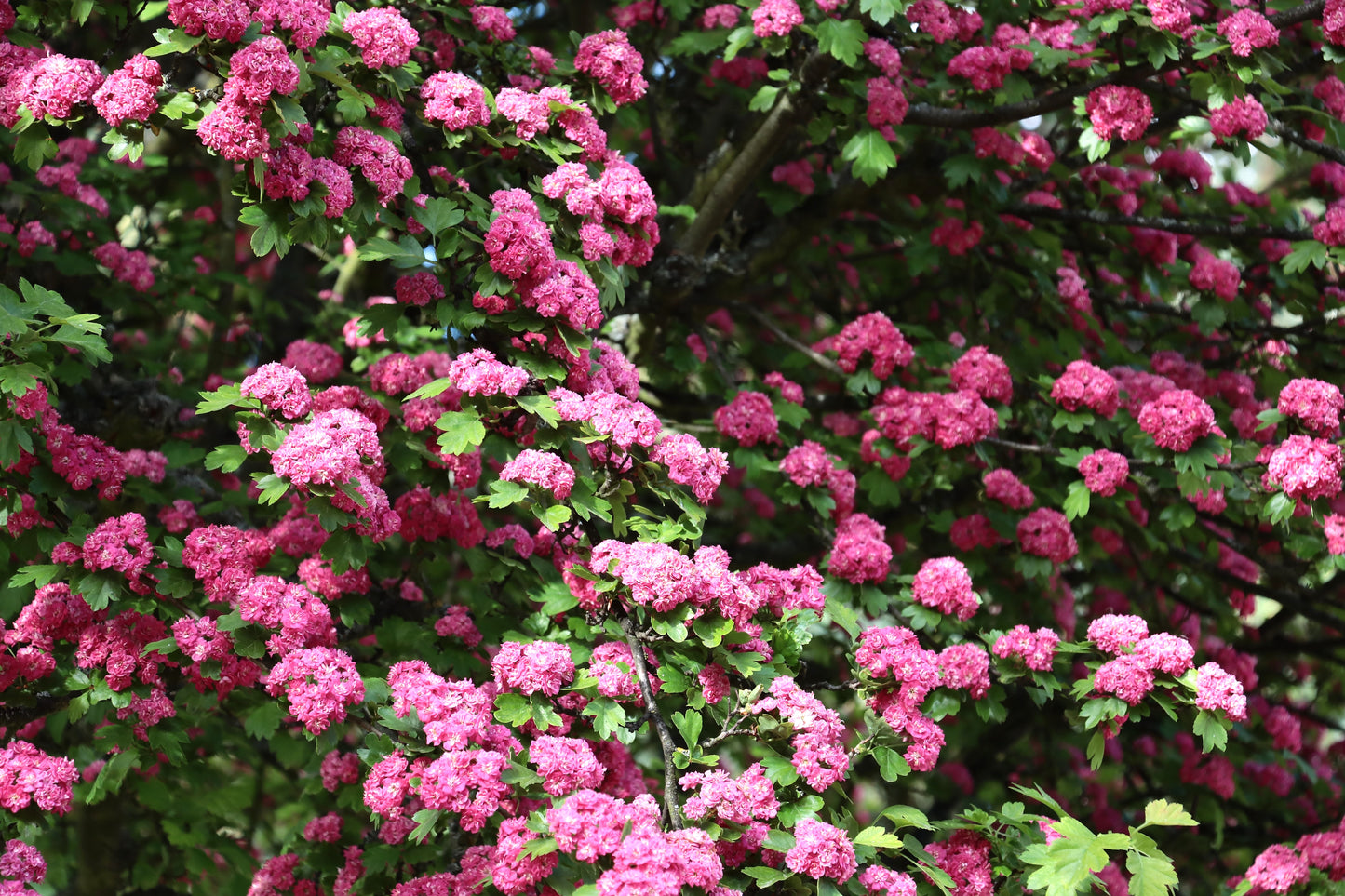 20 ENGLISH HAWTHORN TREE Edible Fruit Flower Mayflower Crataegus Laevigata Seeds