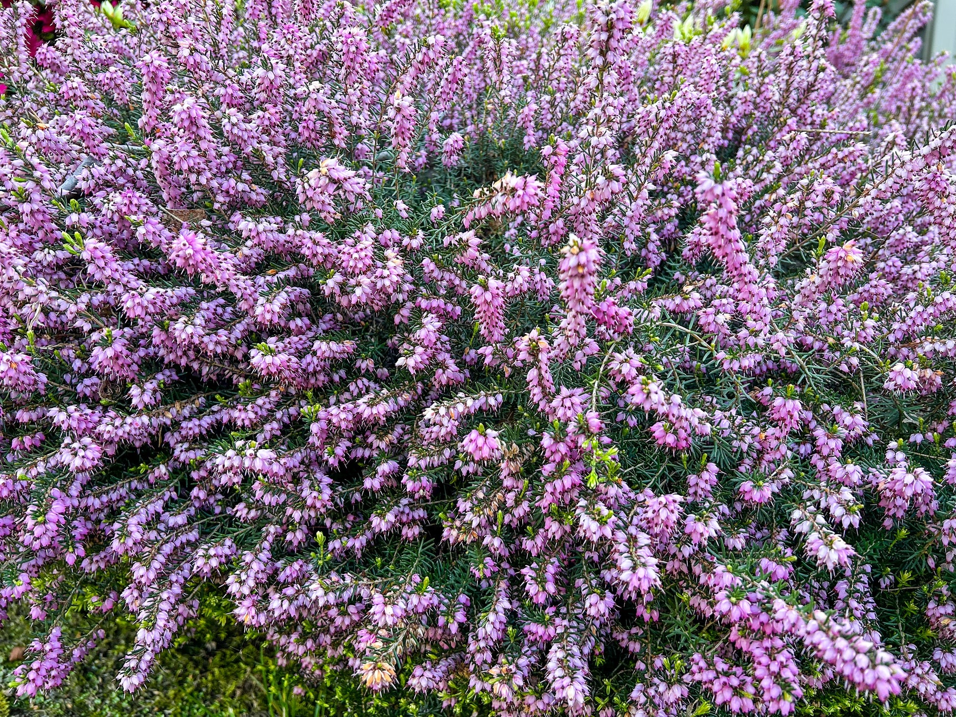 heather plant seeds 100 Scotch TRUE HEATHER Shrub Scot's Purple Pink Flower Calluna Vulgaris Seeds