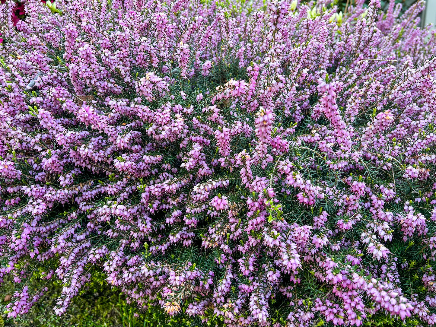 100 Scotch TRUE HEATHER Shrub Scot's Purple Pink Flower Calluna Vulgaris Seeds